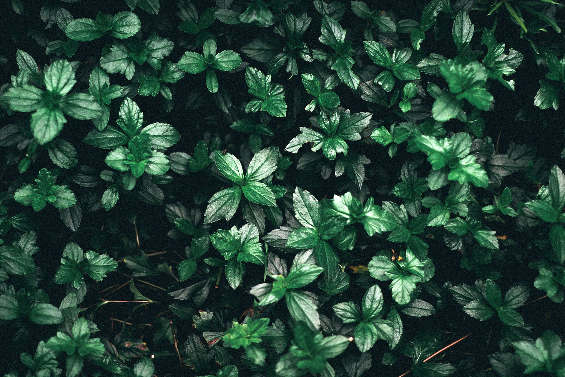 Green Leaves Wallpaper