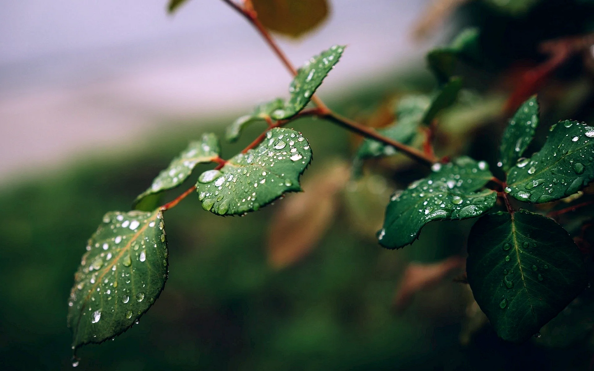 Green Leaves Wallpaper