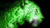 Green Leopard Print Wallpaper