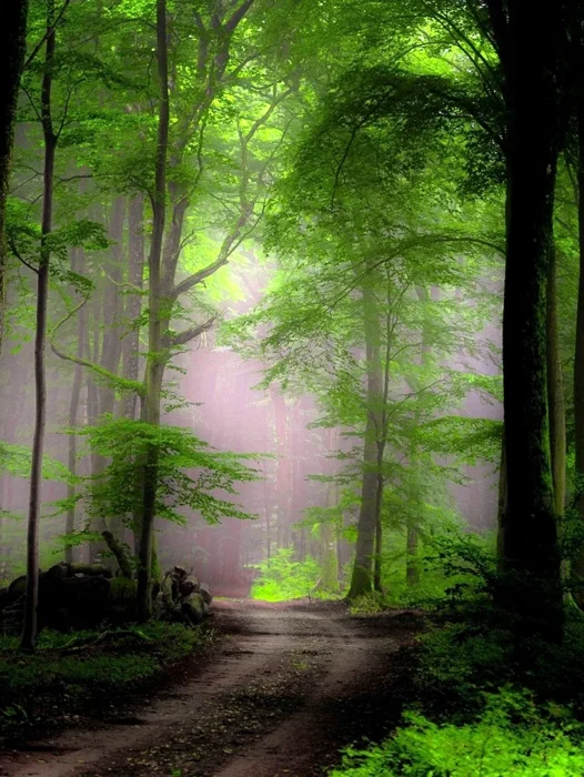 Green Misty Forest Wallpaper