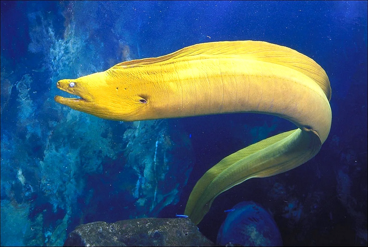 Green Moray Eel Wallpaper