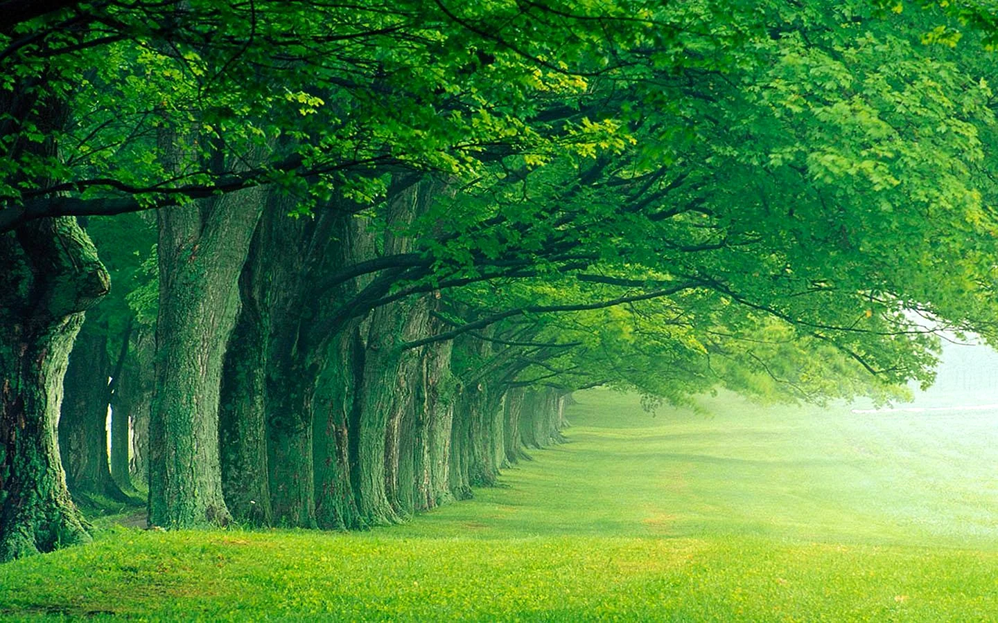 Green Nature Wallpaper