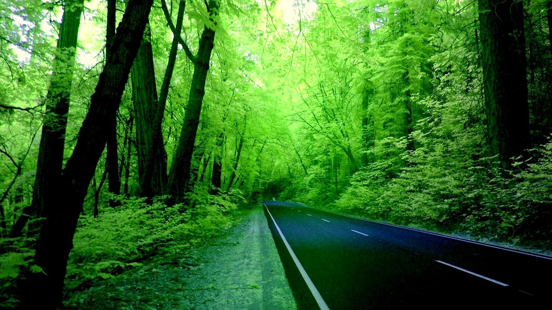 Green Nature Wallpaper