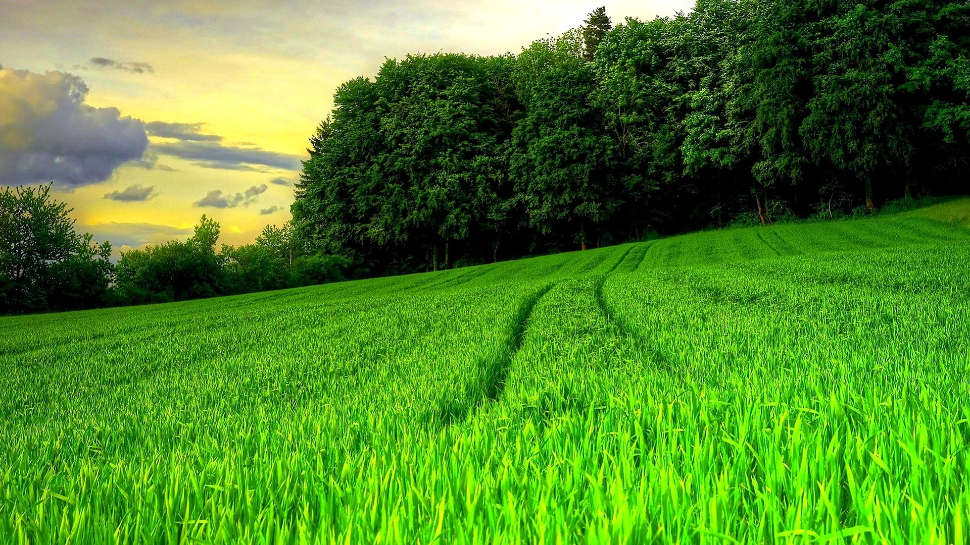 Green Nature Wallpaper