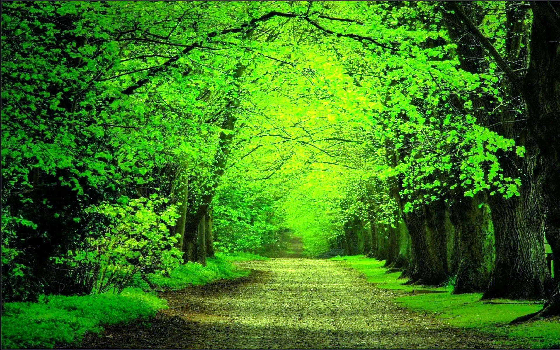 Green Nature 4к Wallpaper