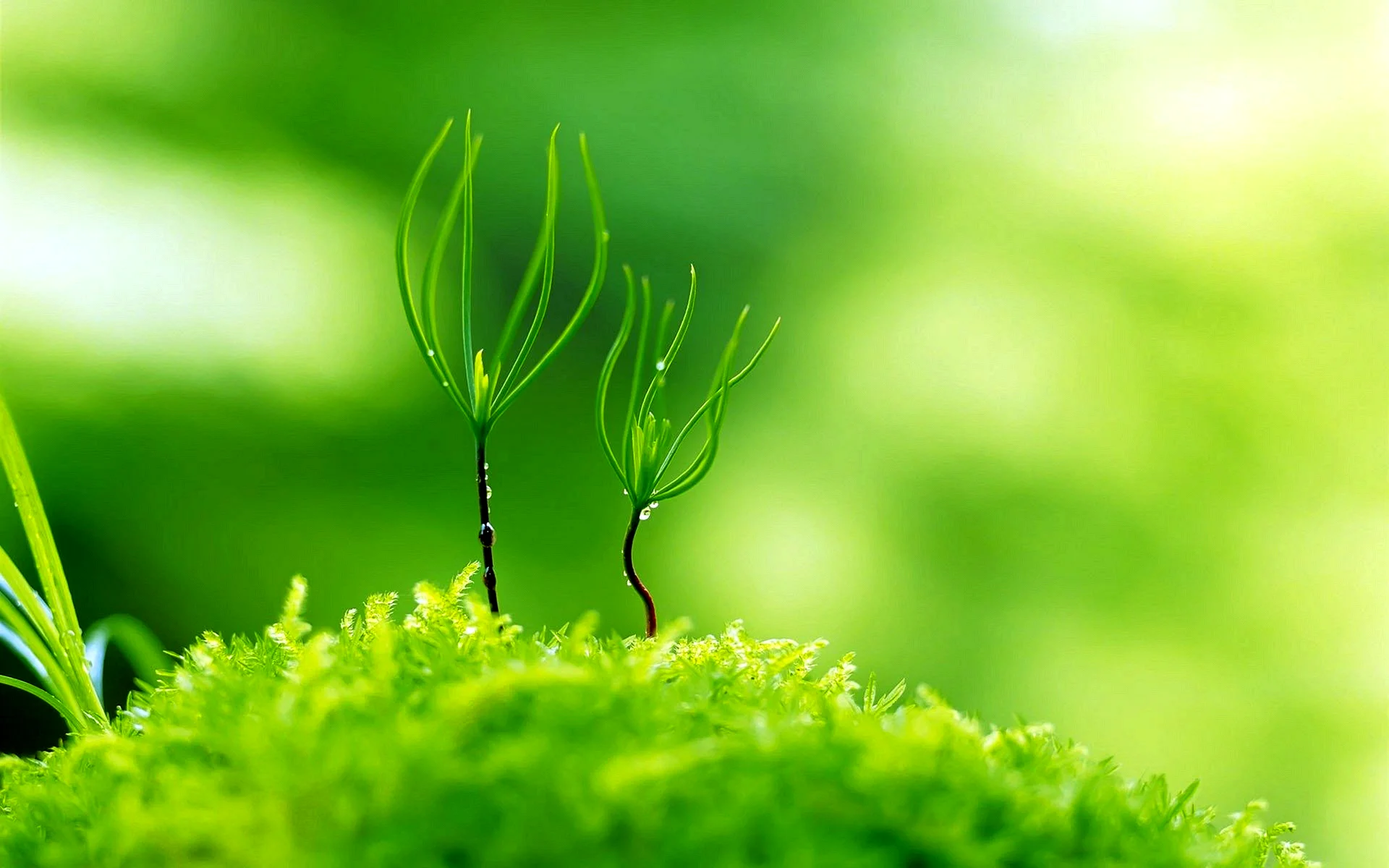 Green Nature 4к Wallpaper