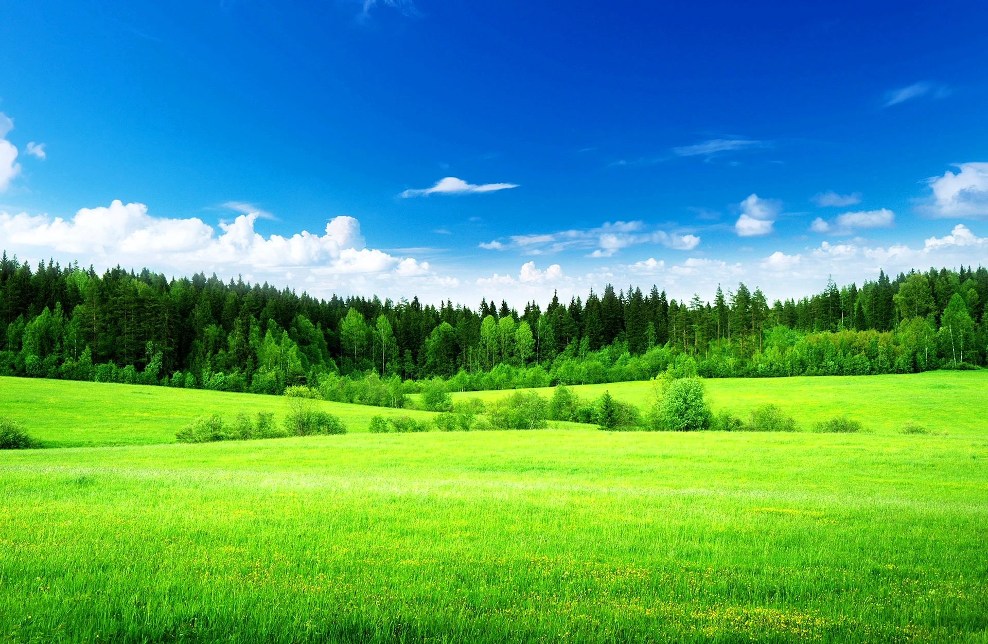 Green Nature 4к Wallpaper