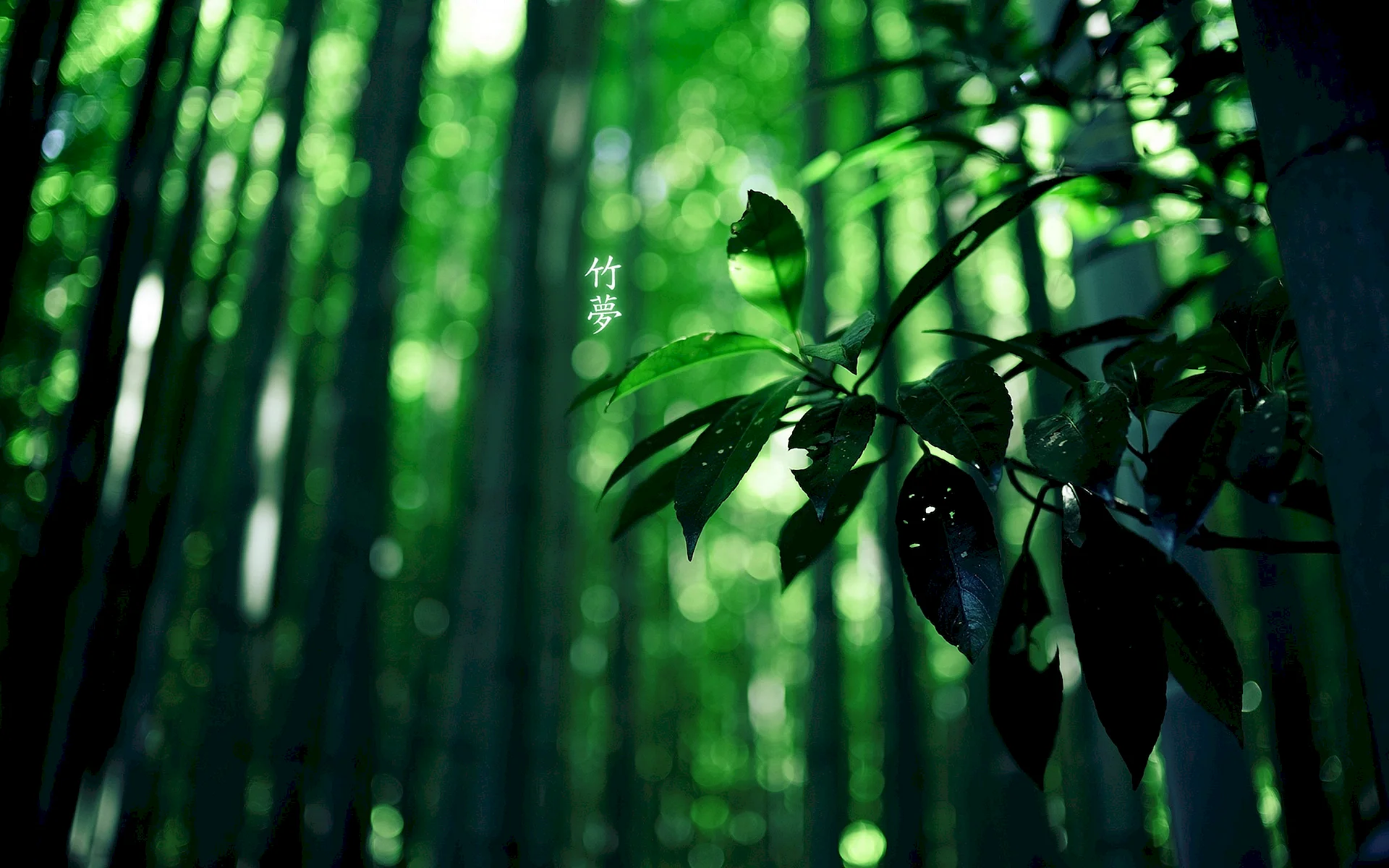 Green Nature 4к Wallpaper