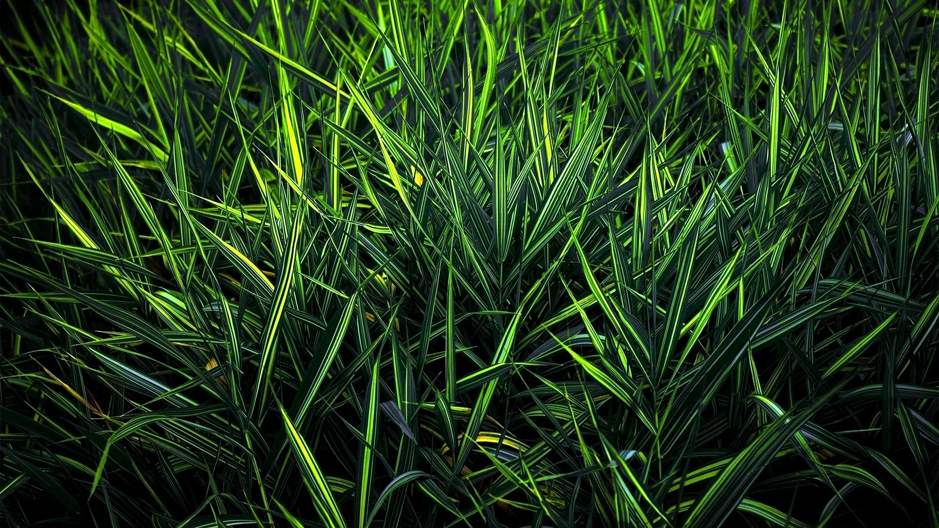 Green Nature 4к Wallpaper