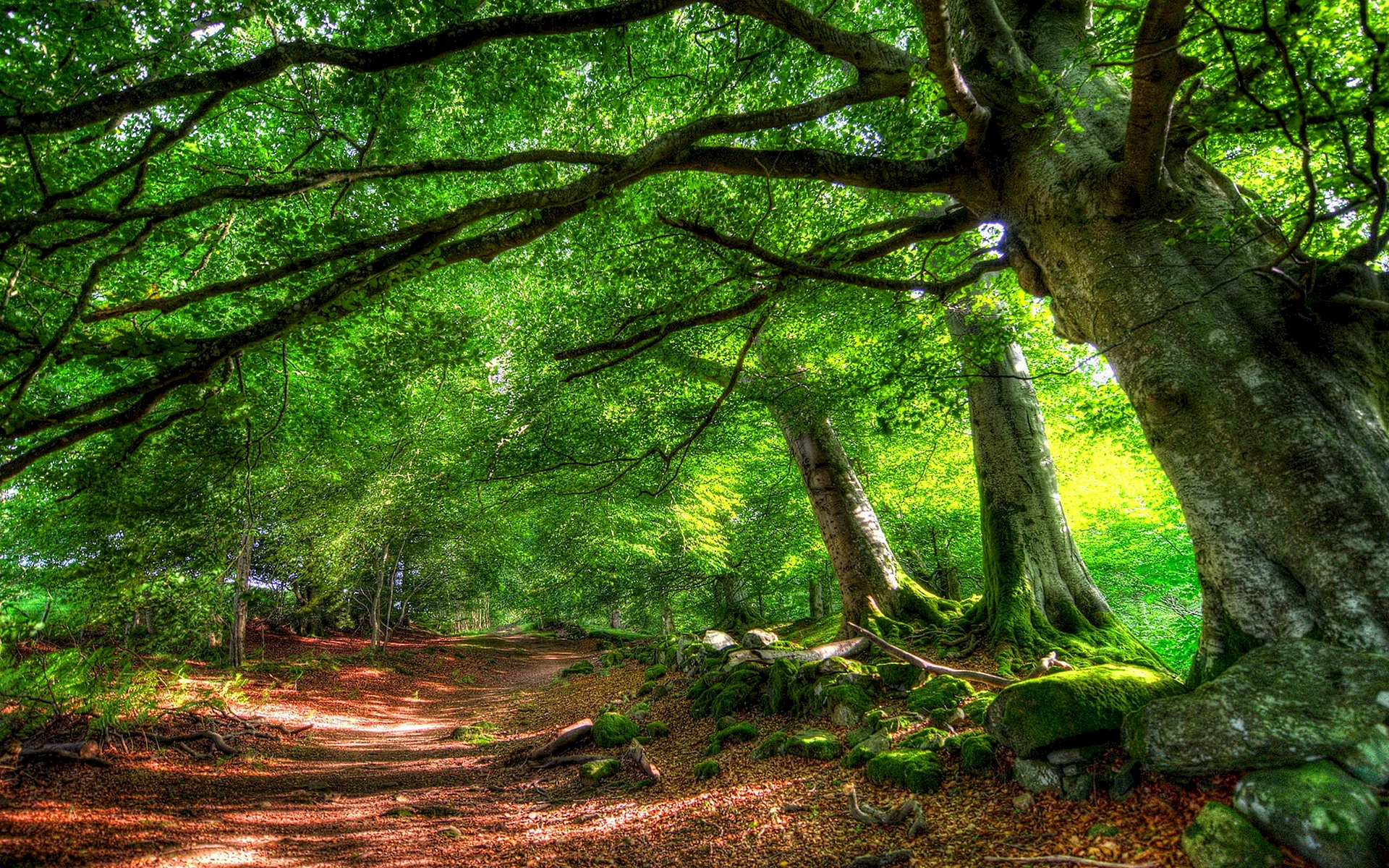 Green Nature 4к Wallpaper