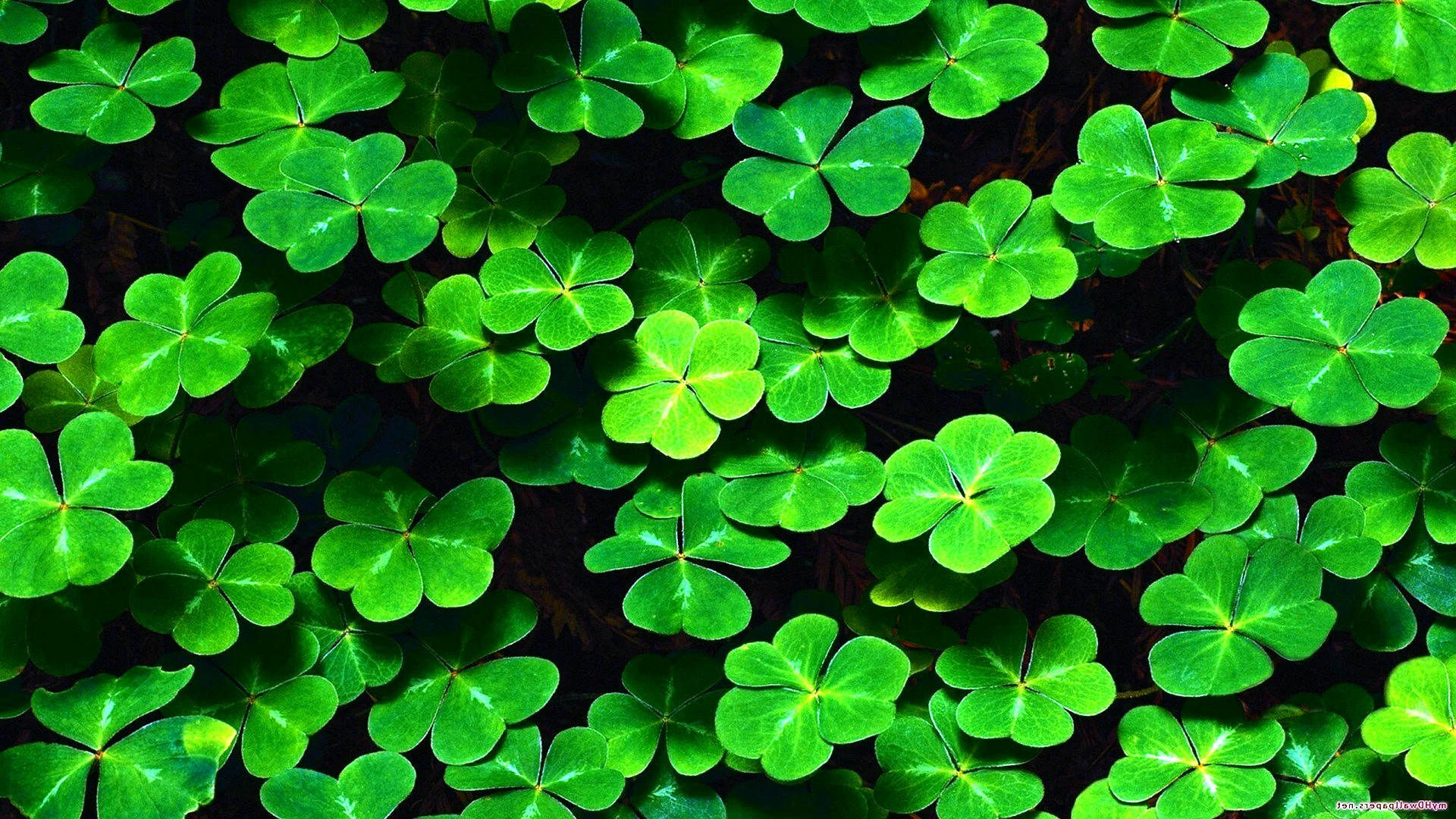 Green Nature 4к Wallpaper