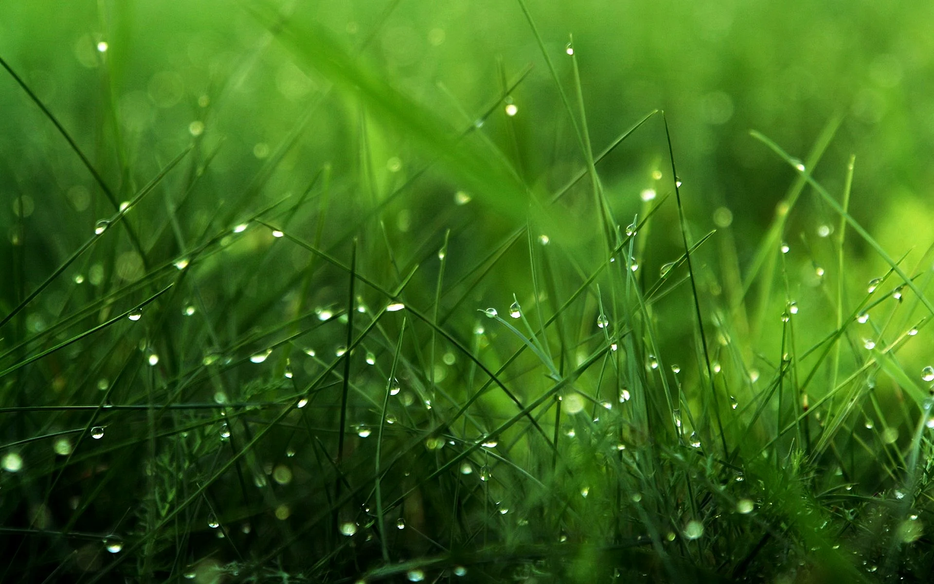 Green Nature 4к Wallpaper