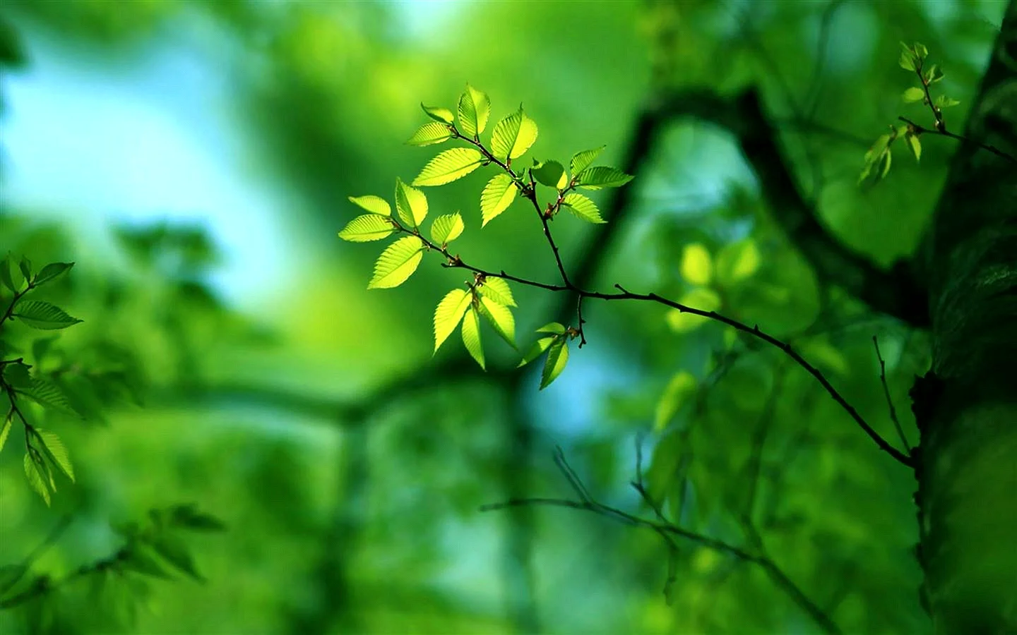 Green Nature 4к Wallpaper