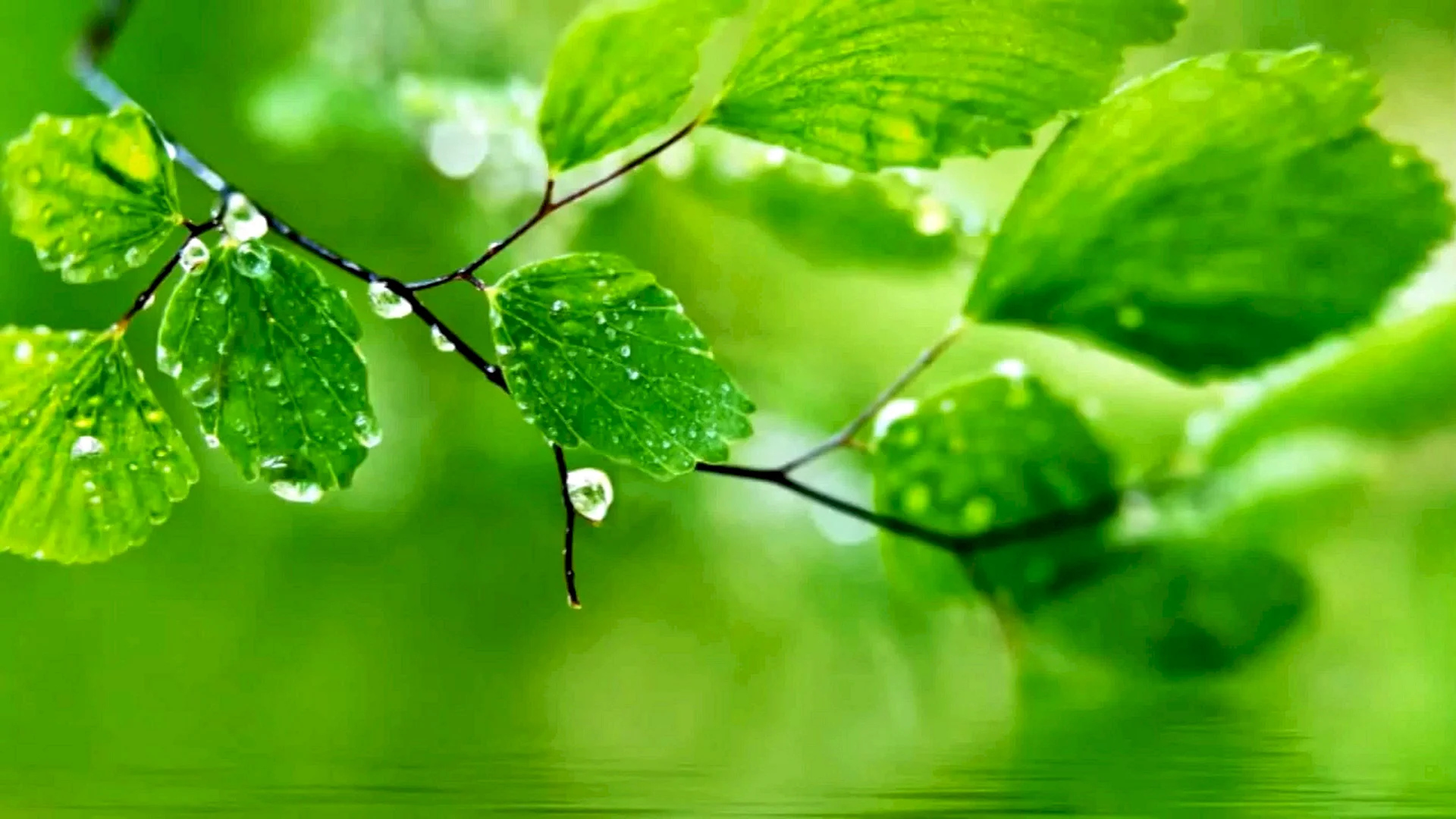 Green Nature Wallpaper