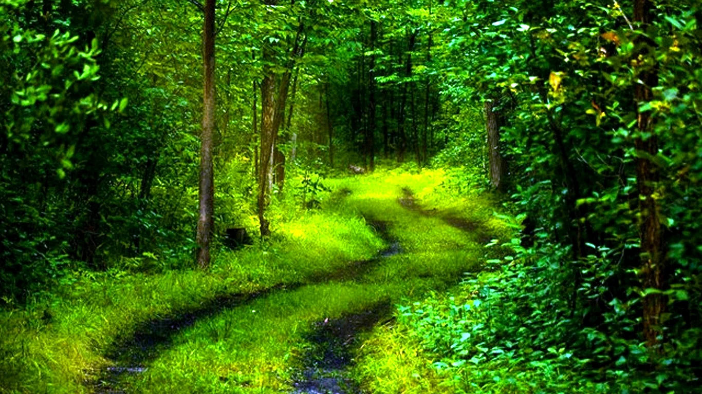 Green Nature Forest Wallpaper