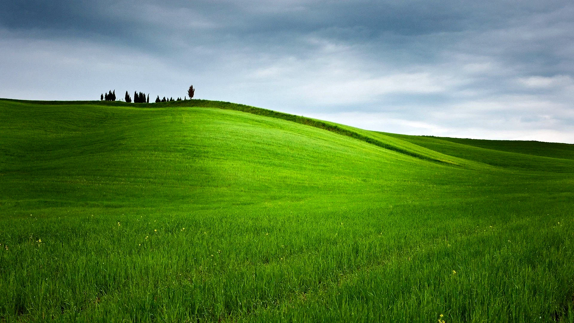 Green Pasture Grass Wallpaper