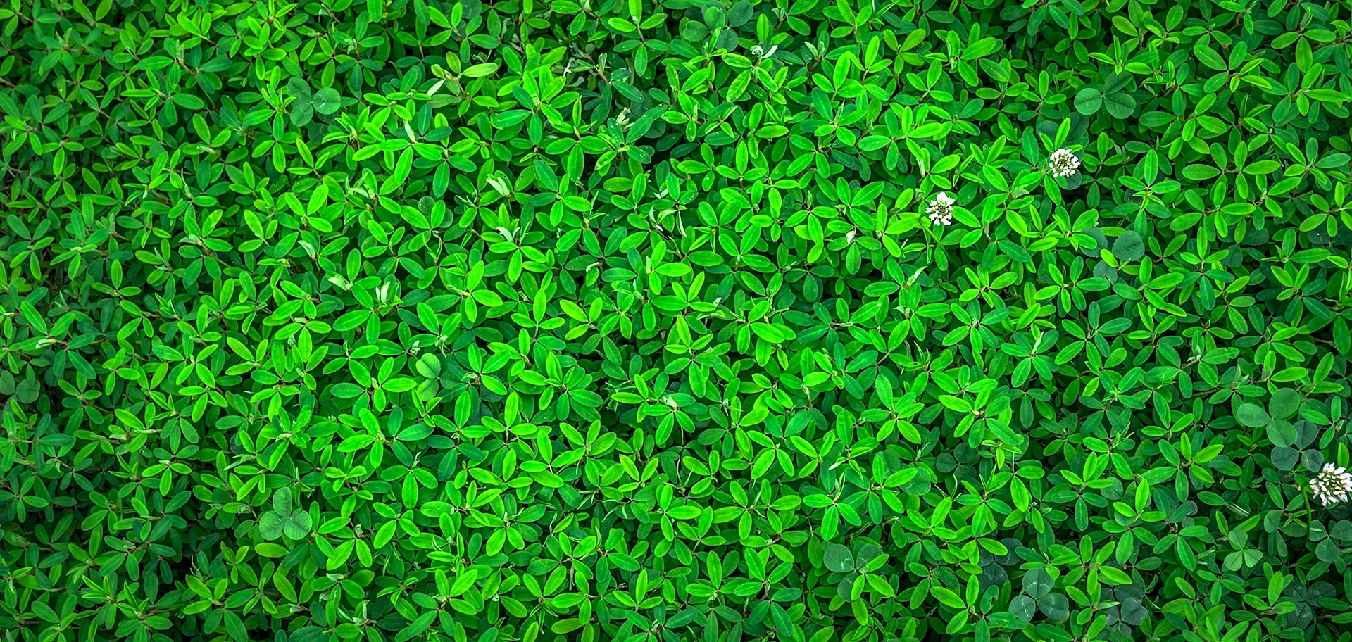 Green Pattern Wallpaper