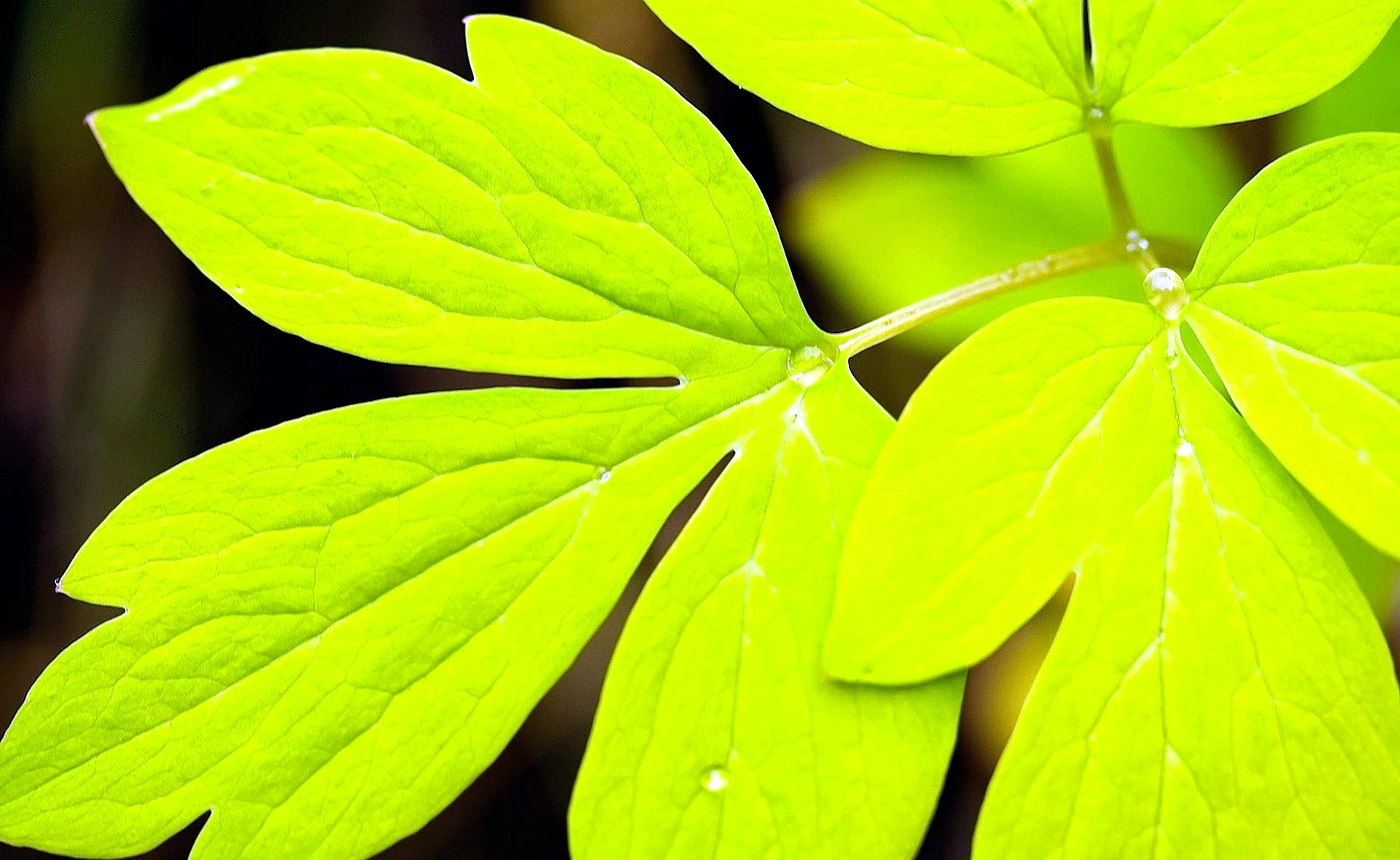 Green Patthi Leaf Wallpaper