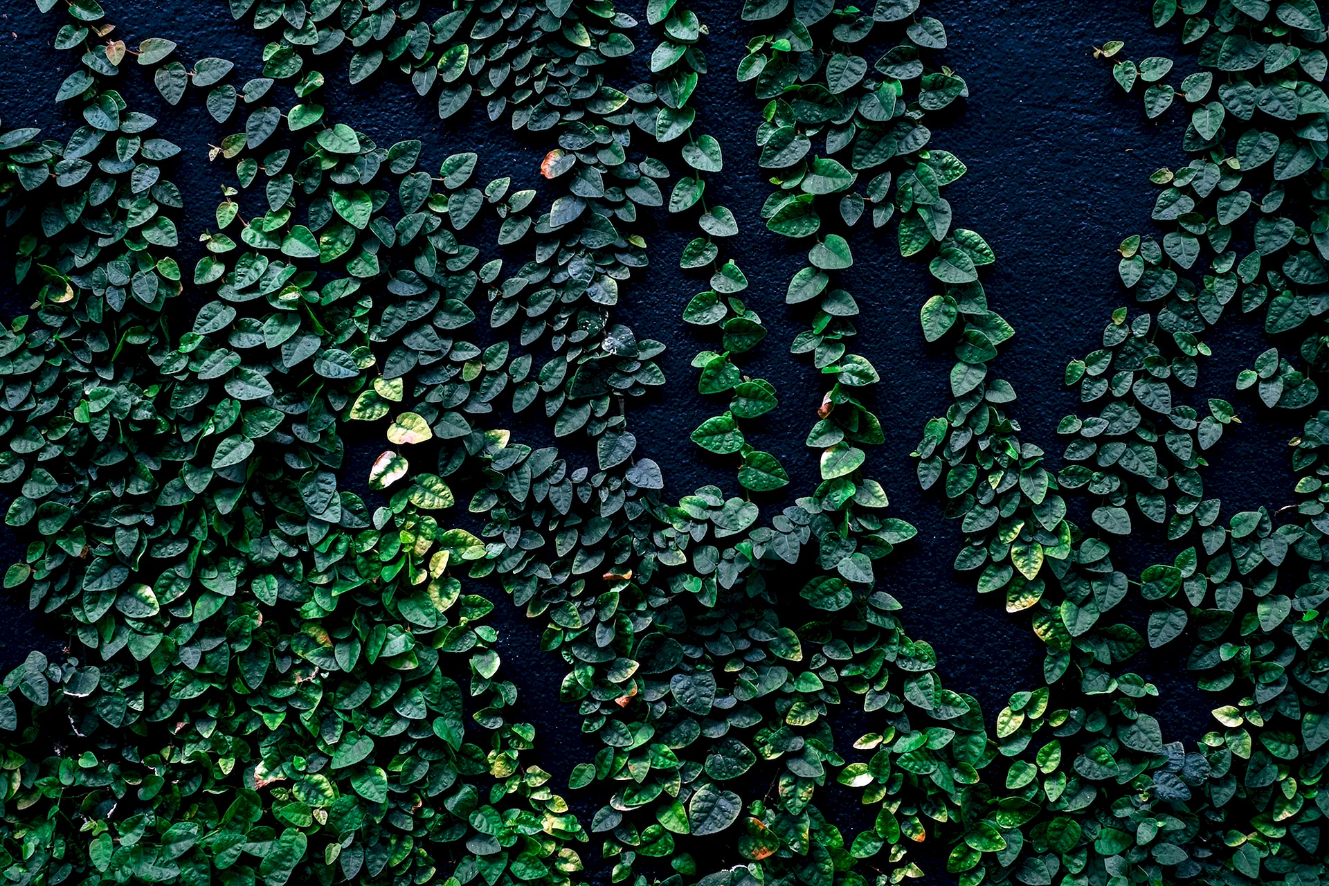 Green Plants Leaf Wall Wallpaper