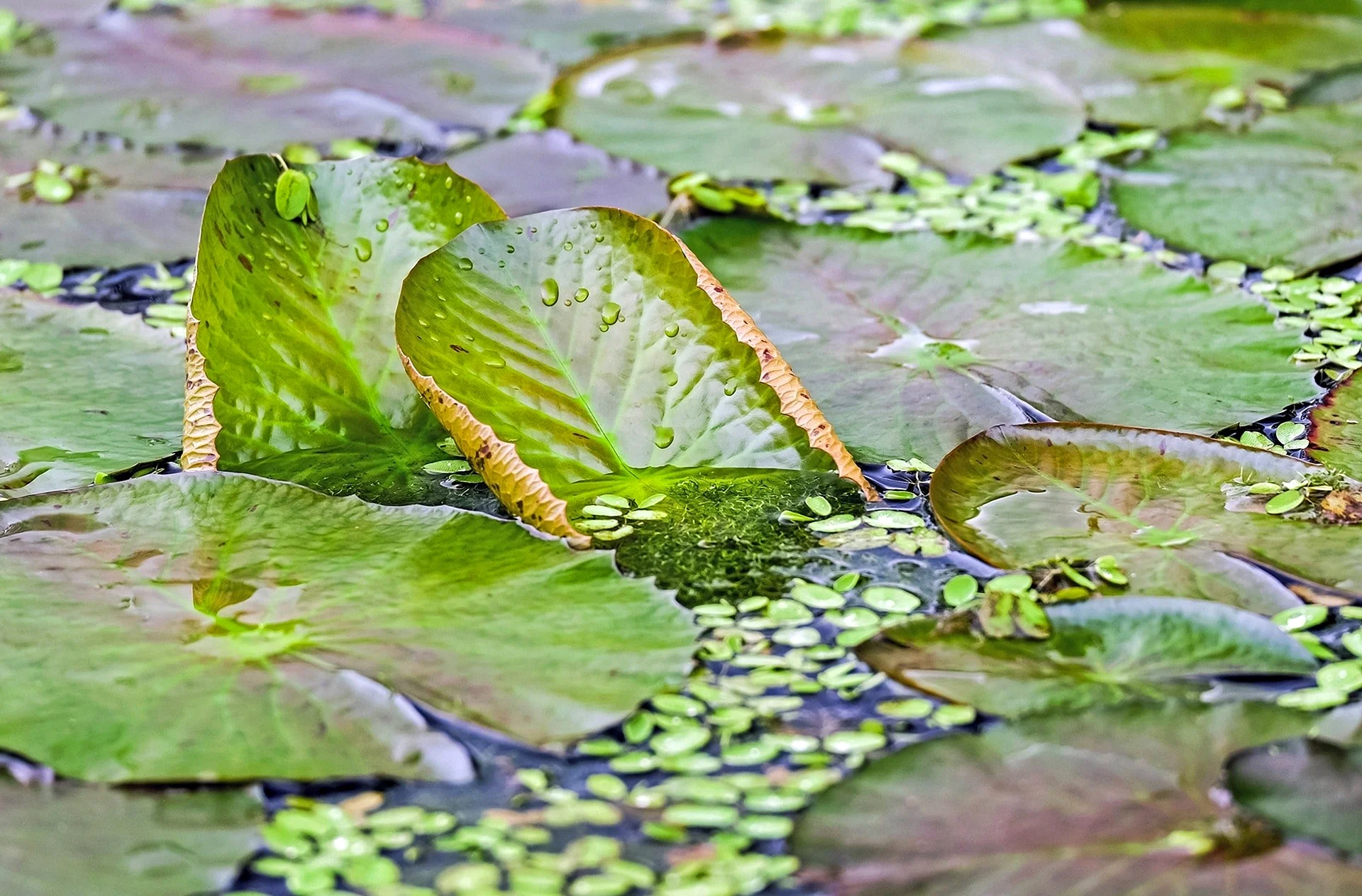 Green Pond Water Wallpaper
