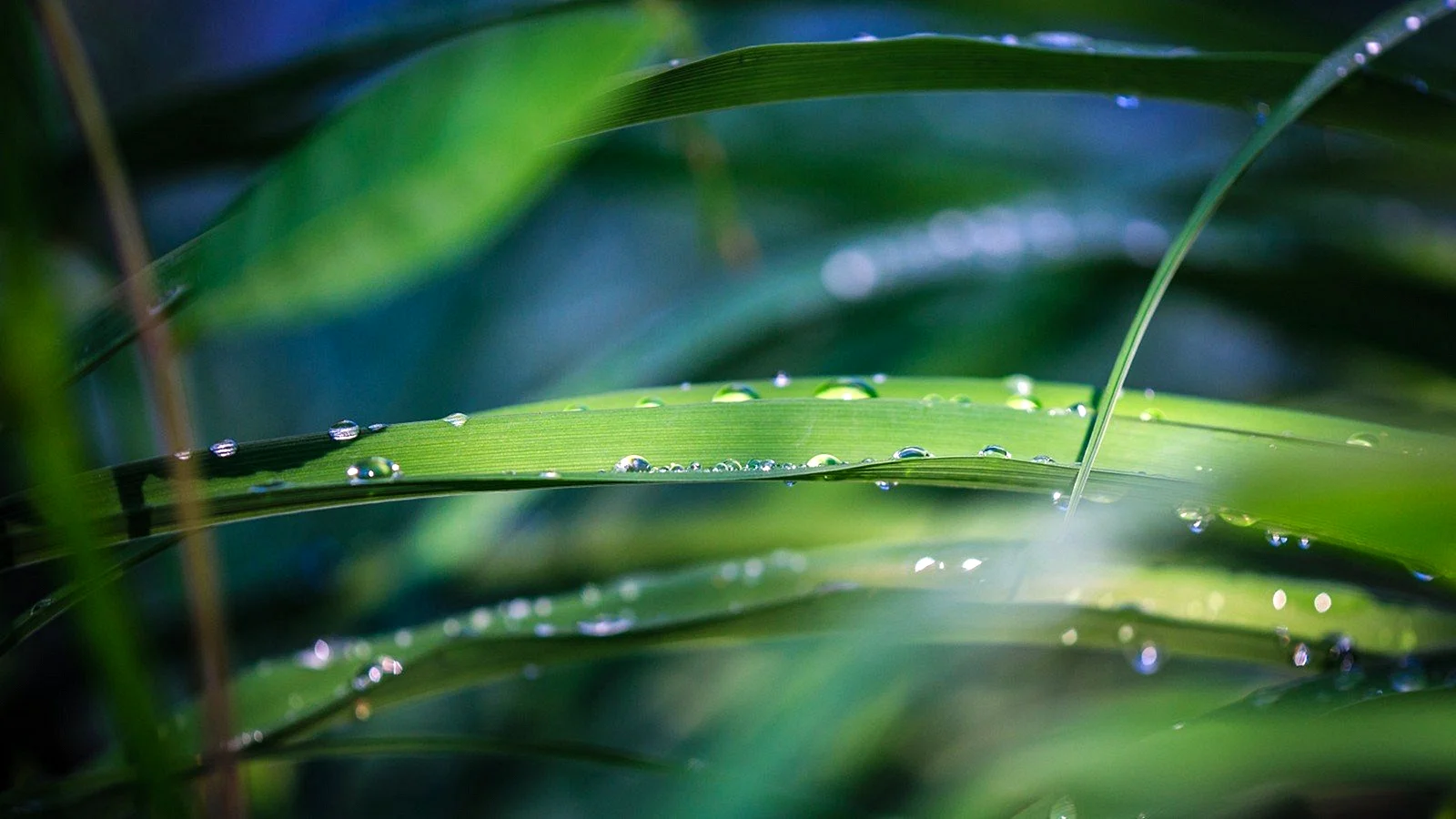 Green Rain Wallpaper