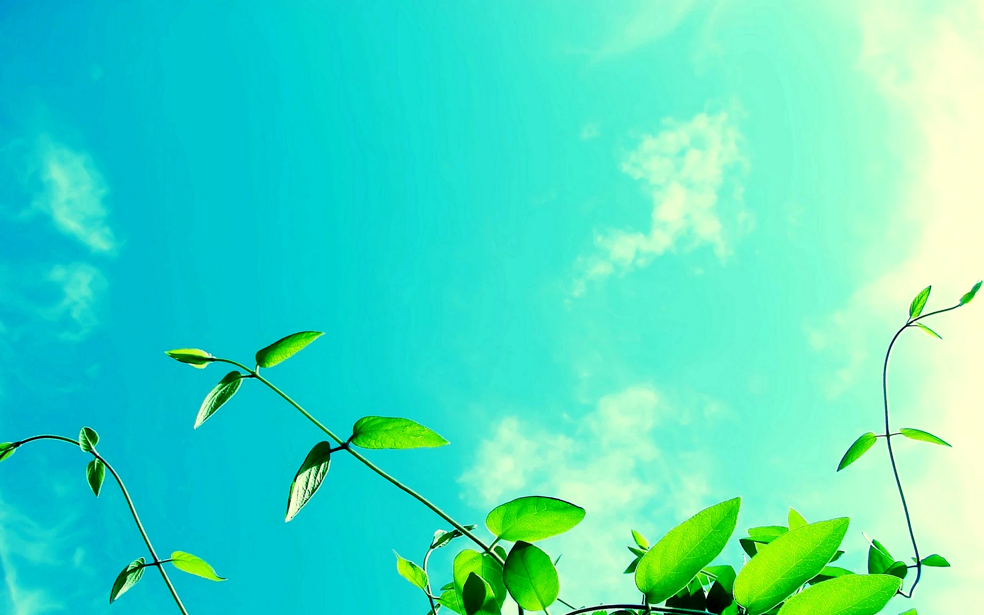 Green Sky Wallpaper