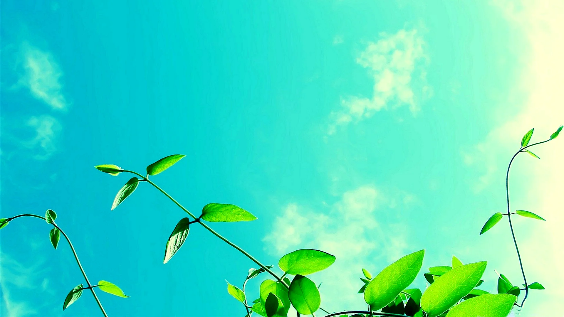 Green Sky Wallpaper