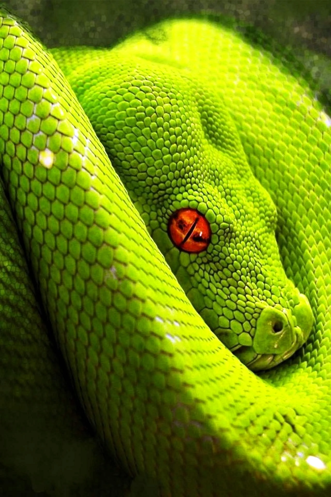 Green Snake Wallpaper For iPhone