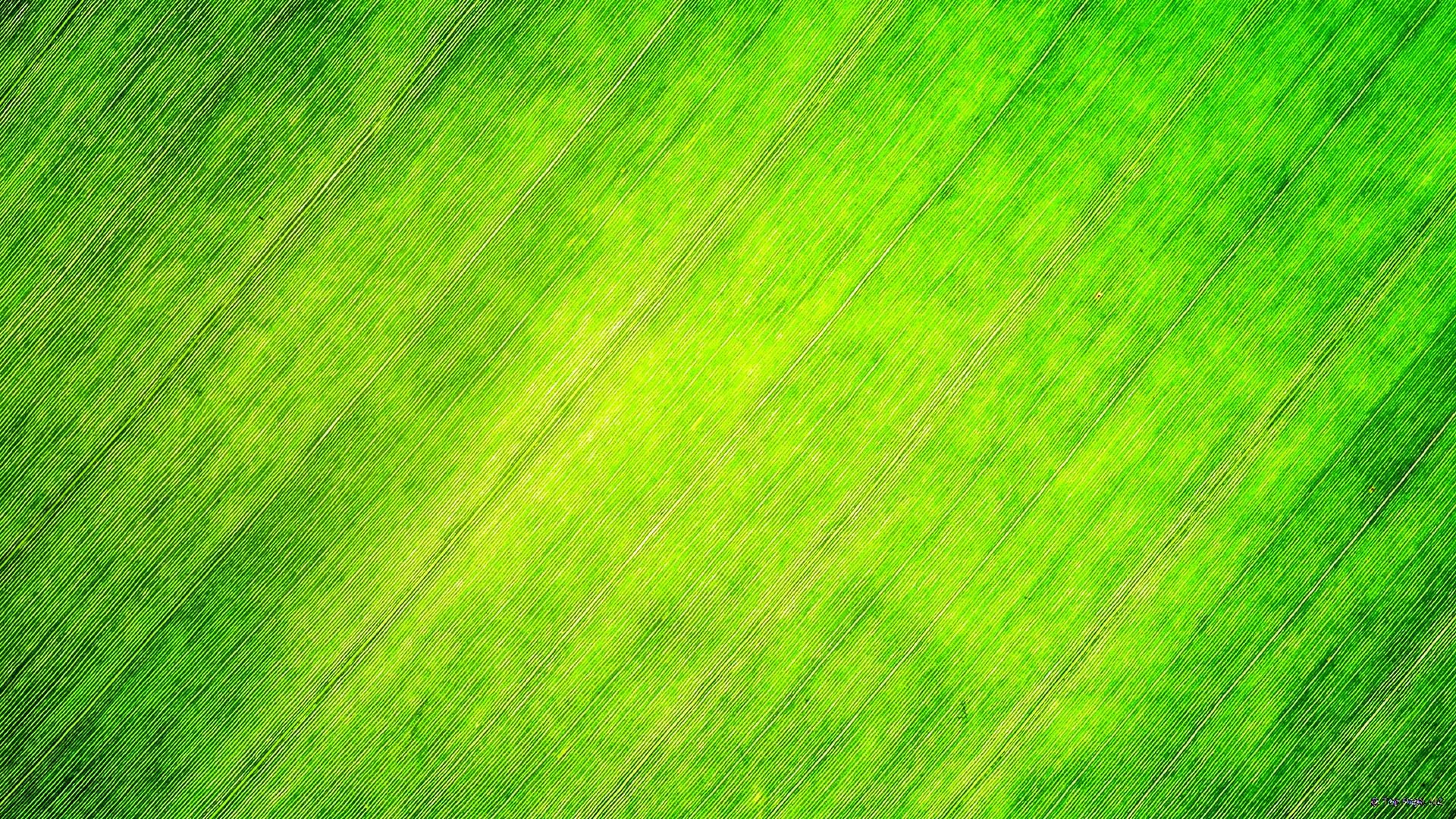 Green Texture Wallpaper