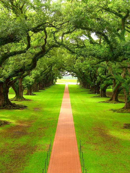 Green Tree Nature Wallpaper