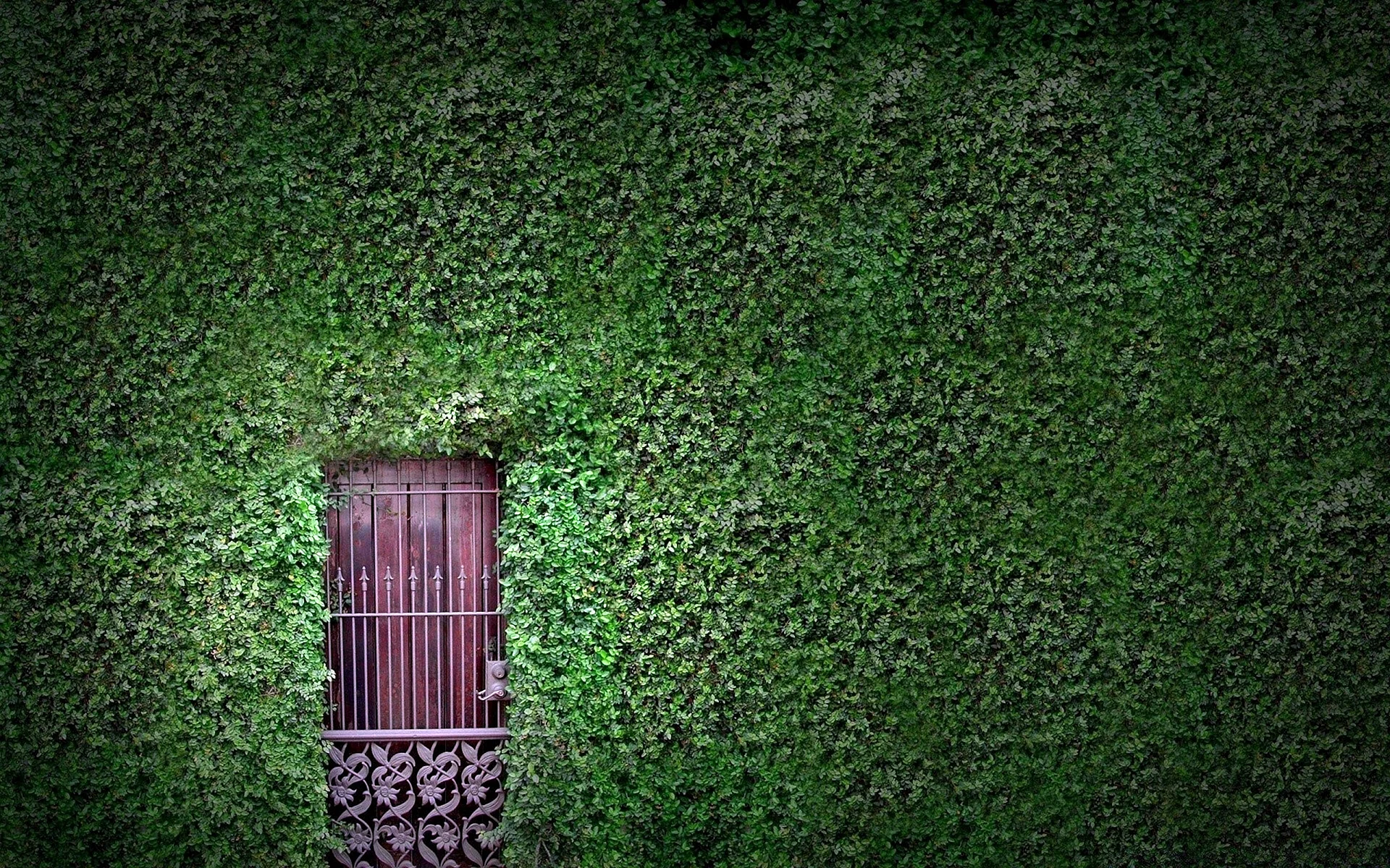 Green Wall Wallpaper