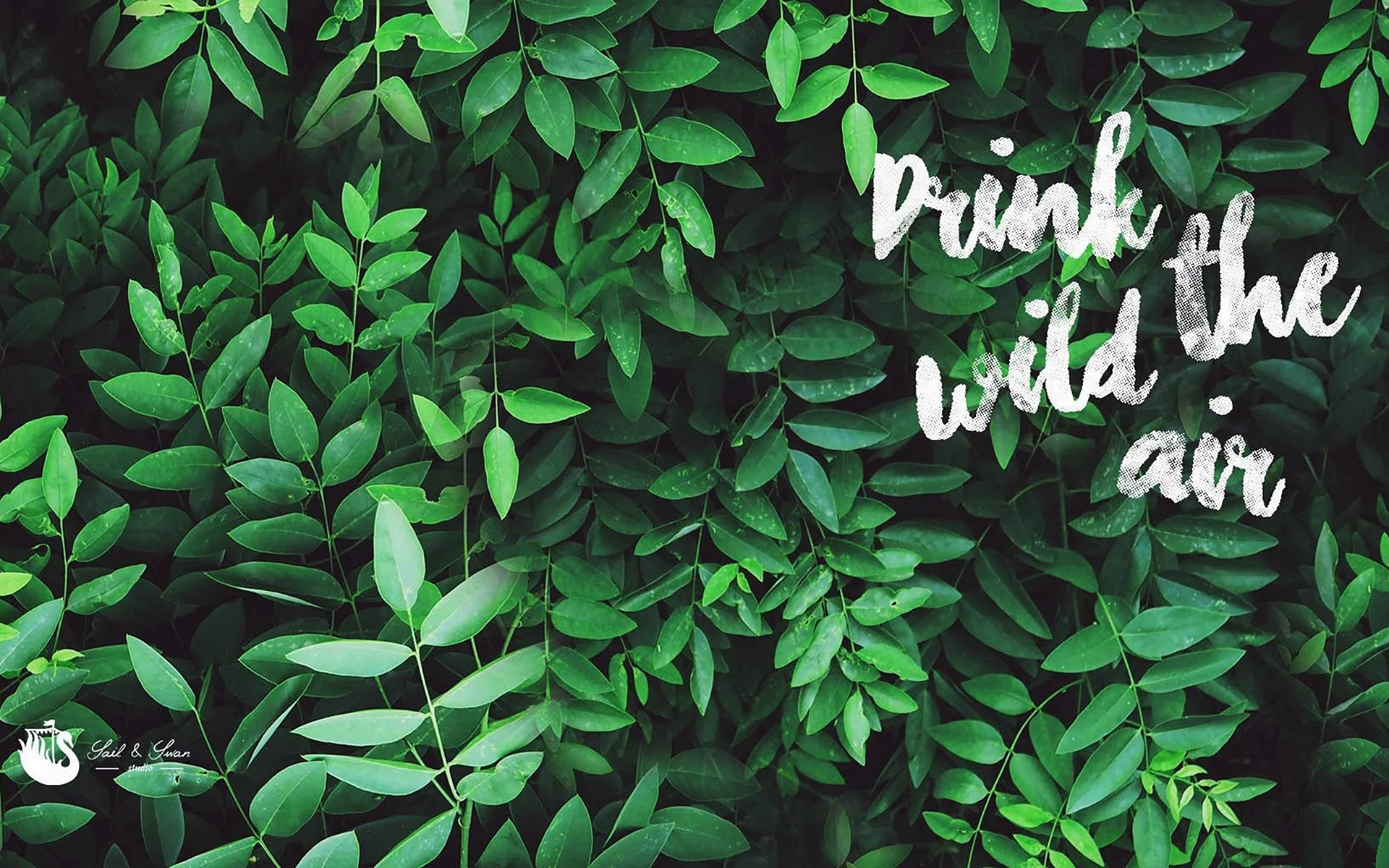 Green Aesthetic Wallpaper