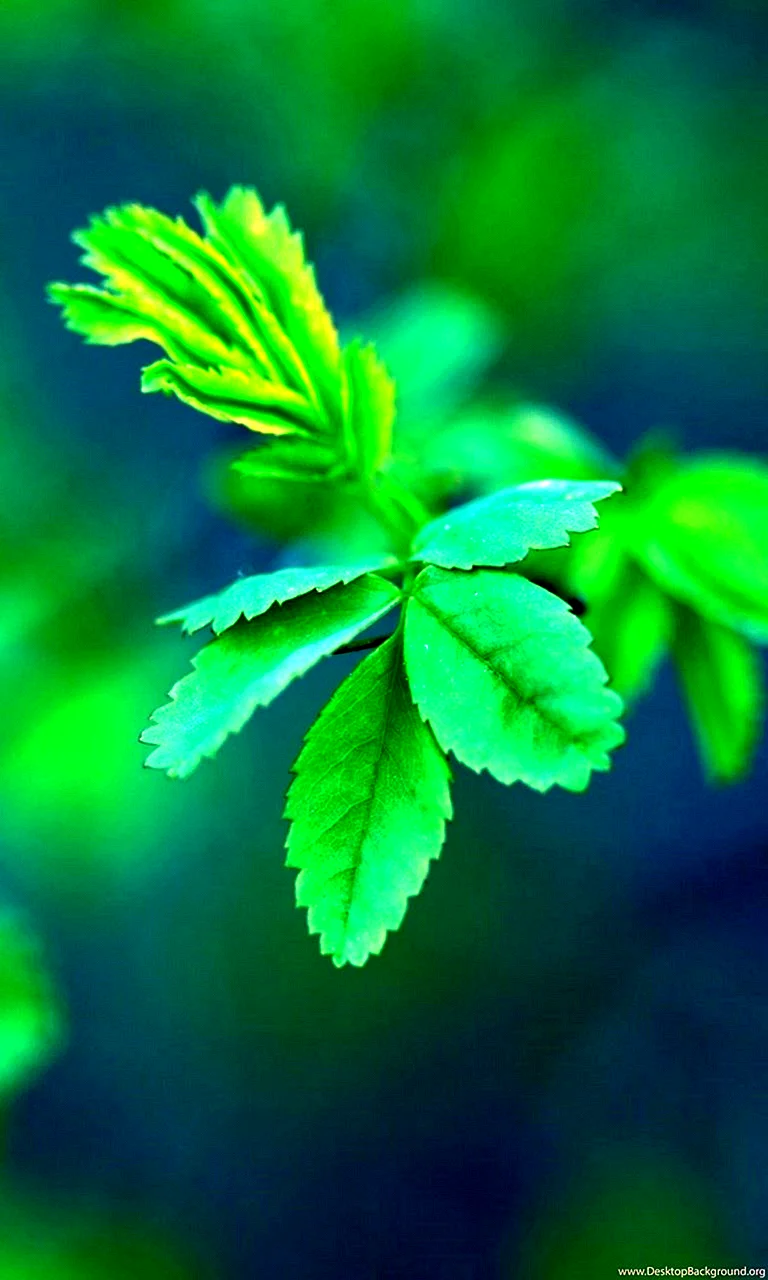 Green For Phone Wallpaper For iPhone