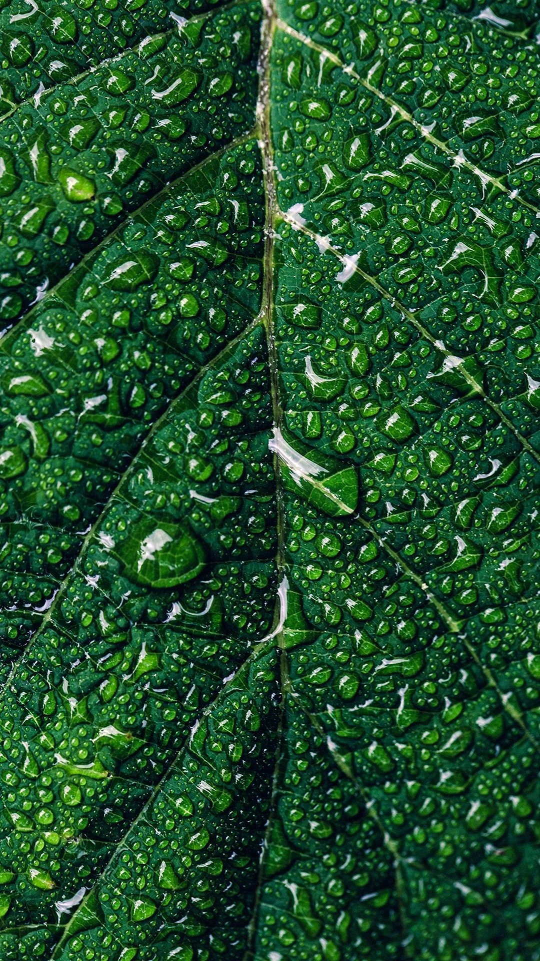 Green iPhone Wallpaper For iPhone