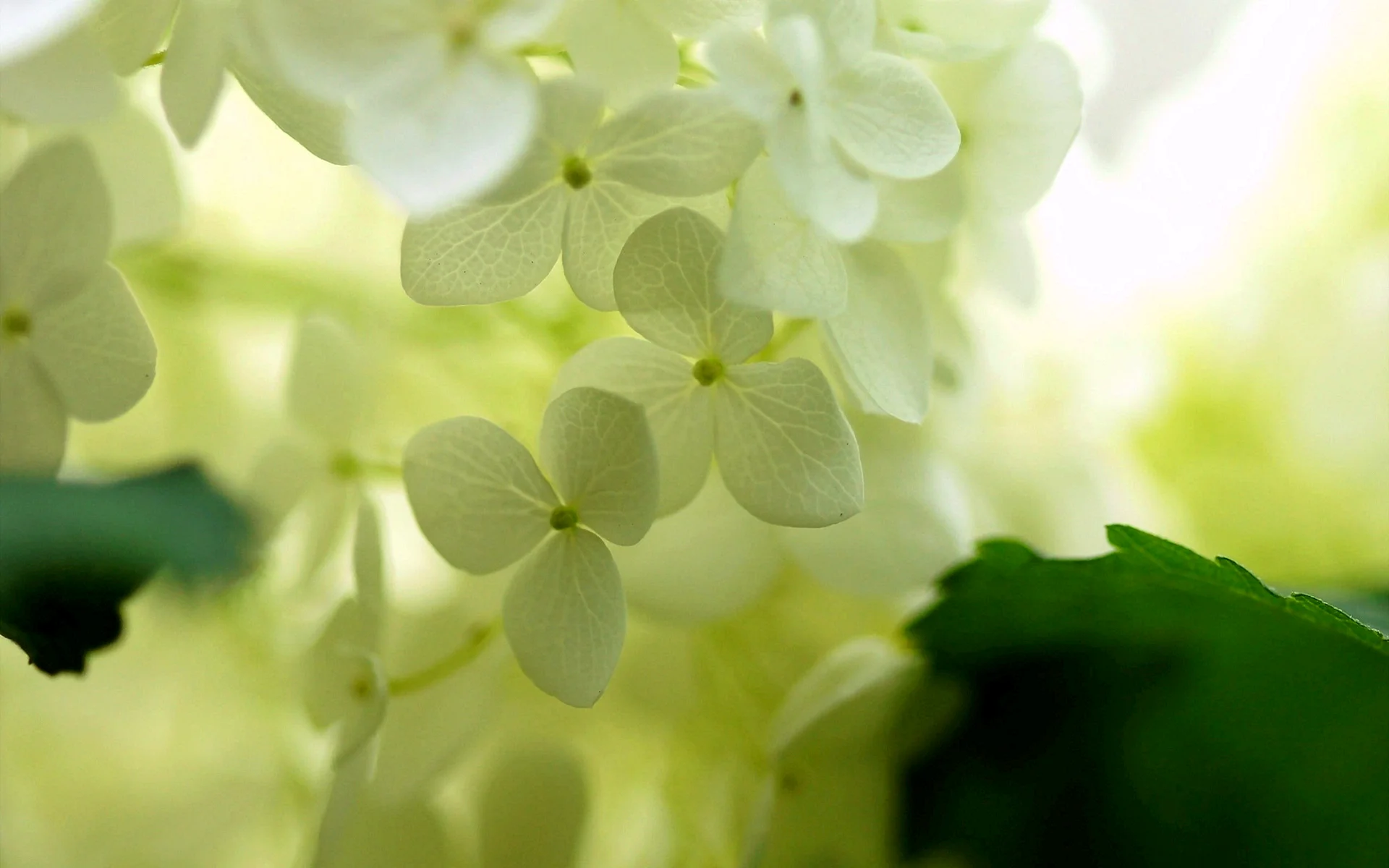 Green White Flower Wallpaper