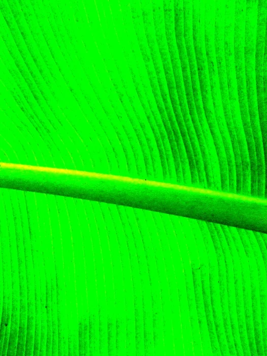 Green Banana Background Wallpaper