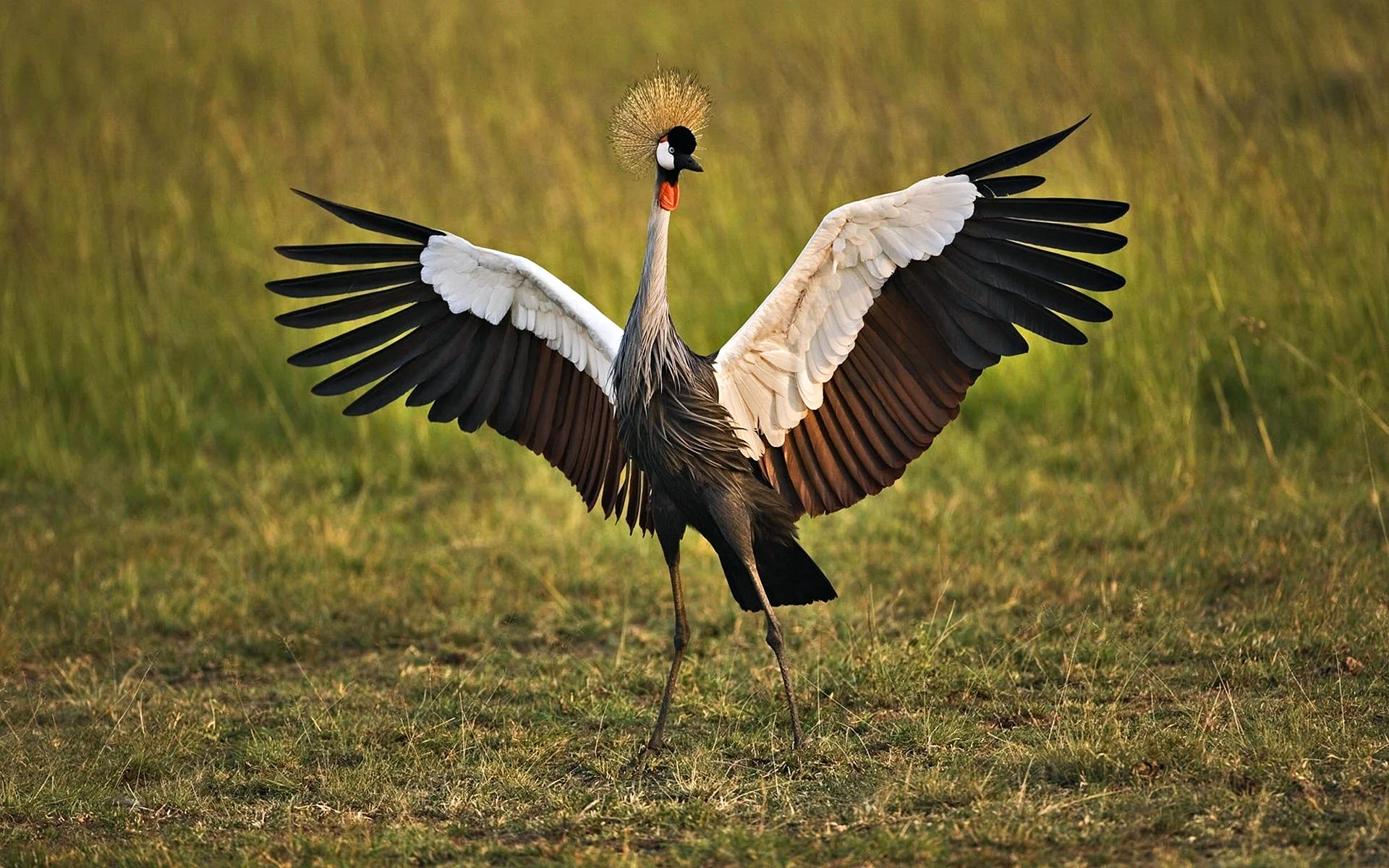 Grey Crowned Crane Wallpaper