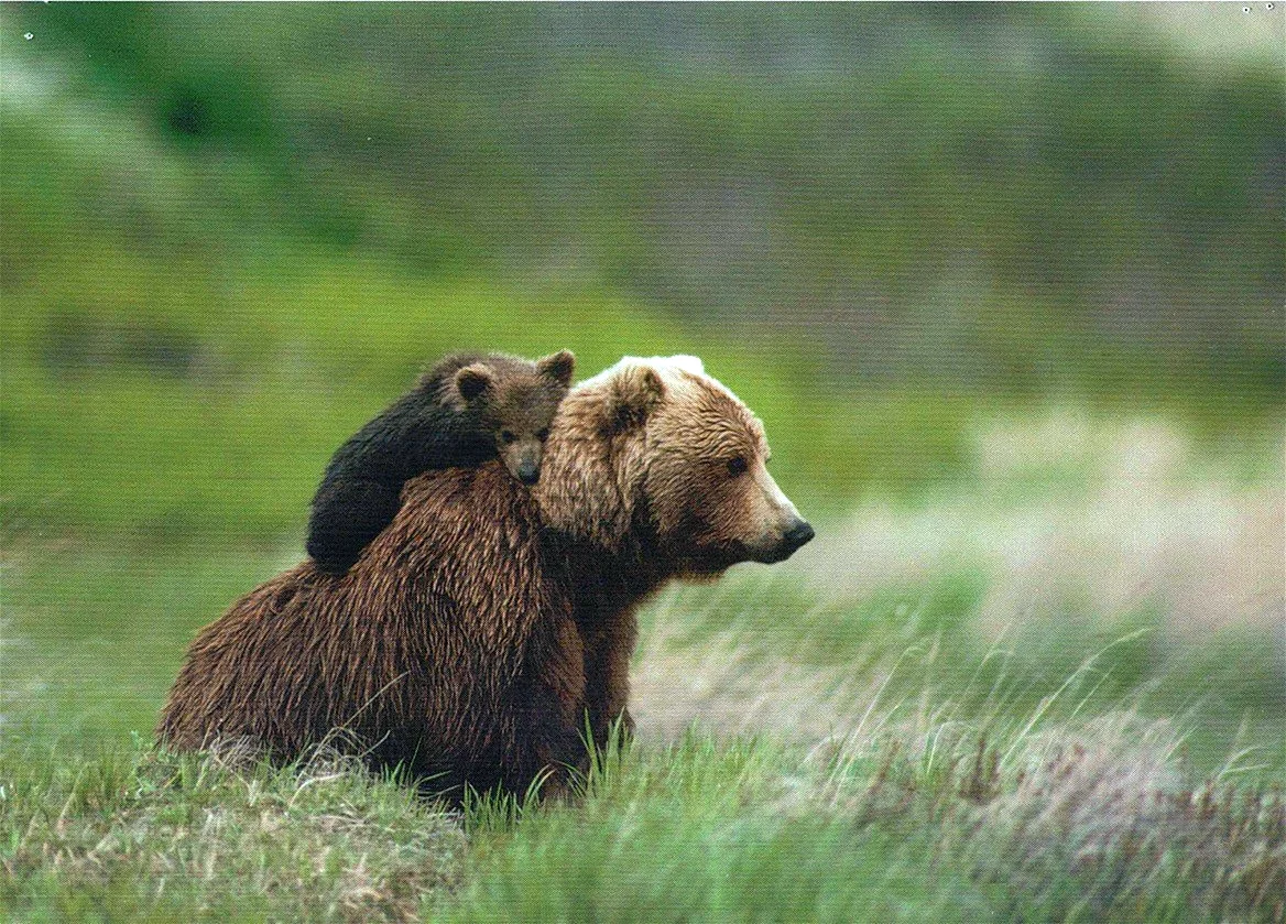 Grizzly Bear Cub Wallpaper