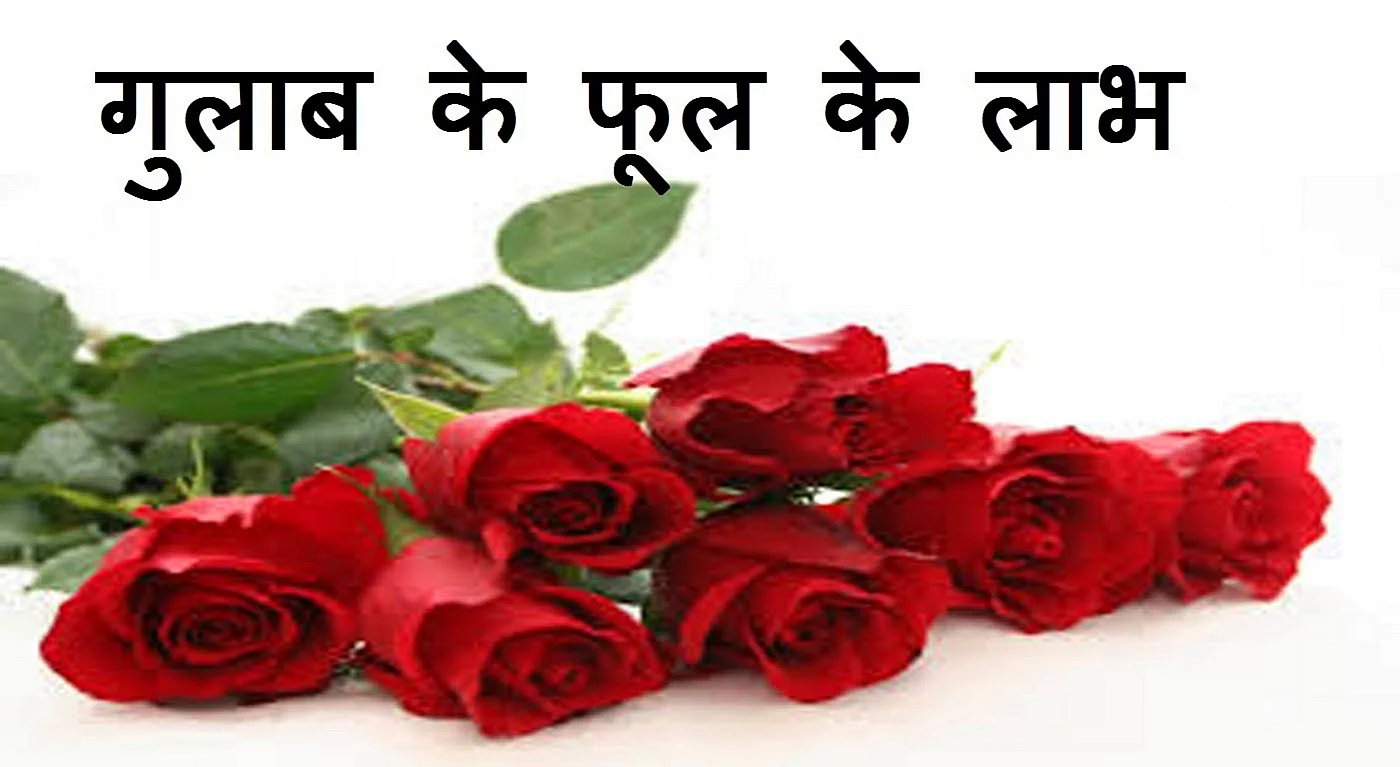 Gulab Ka Phool Background Wallpaper