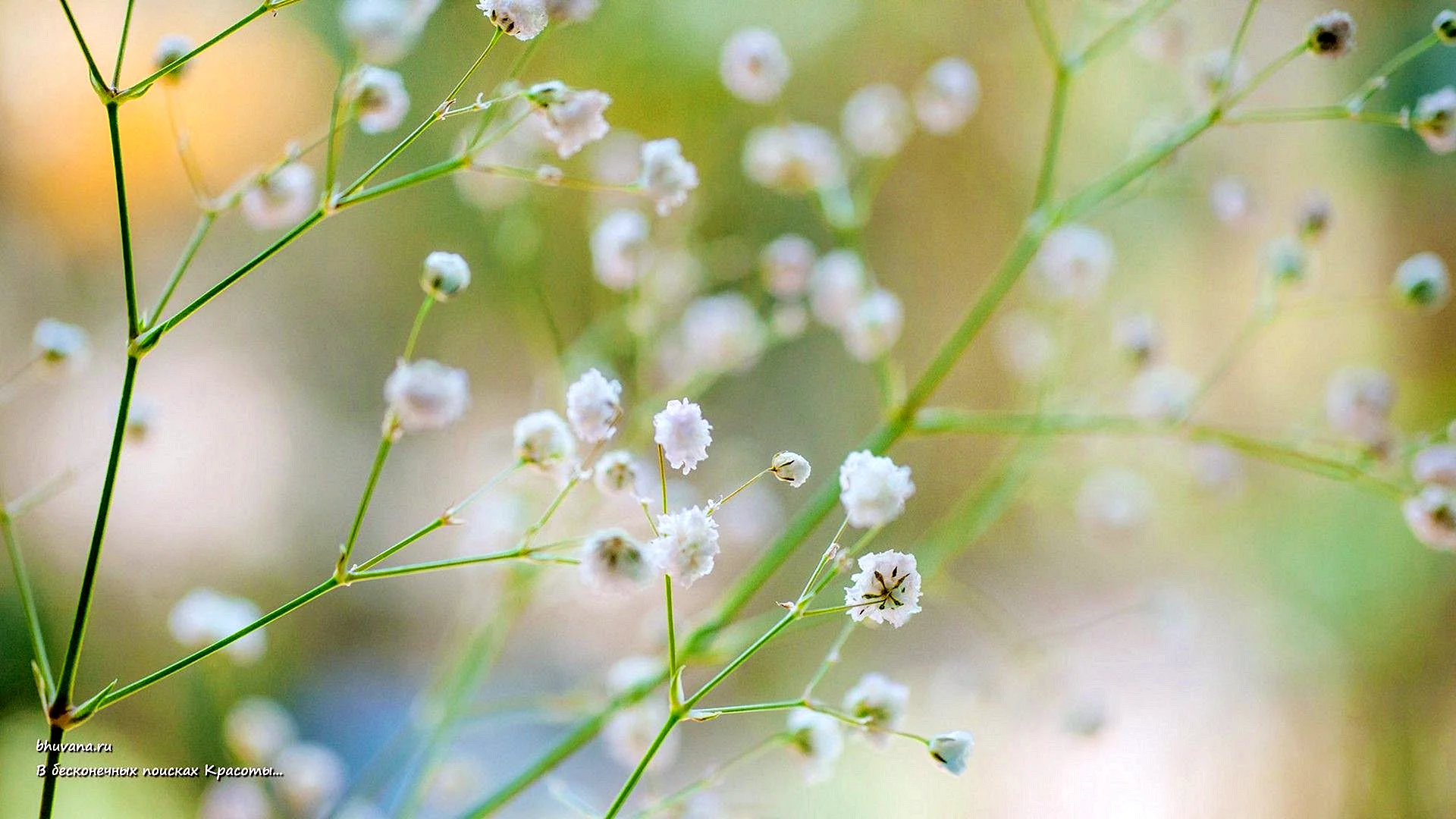 Gypsophila Wallpaper