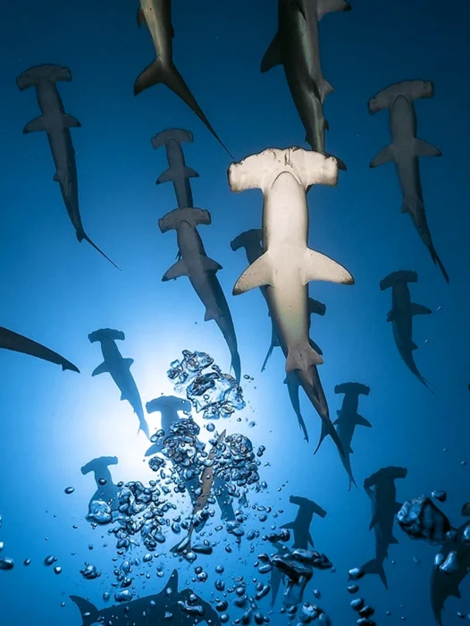 Hammerhead Shark Wallpaper