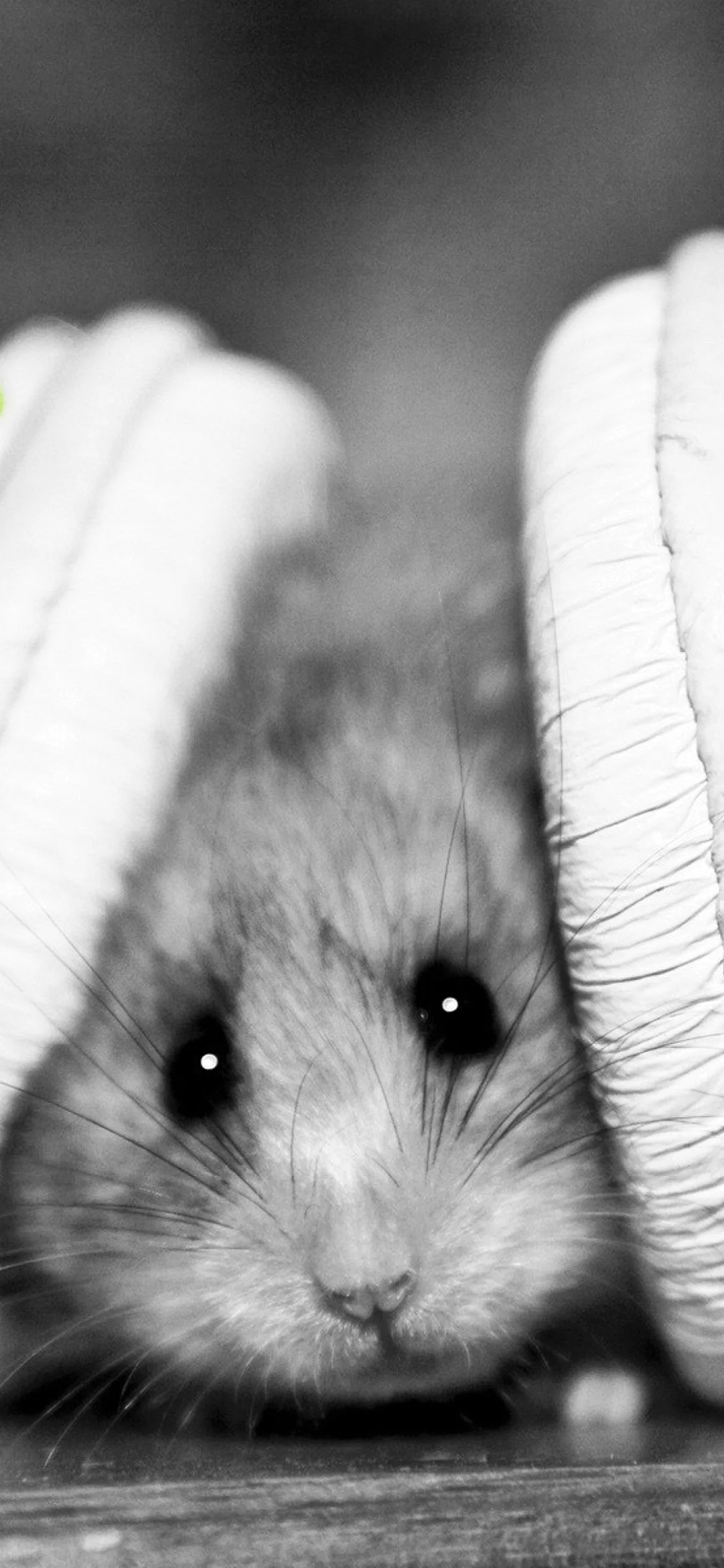 Hamster Wallpaper for iPhone 12 Pro