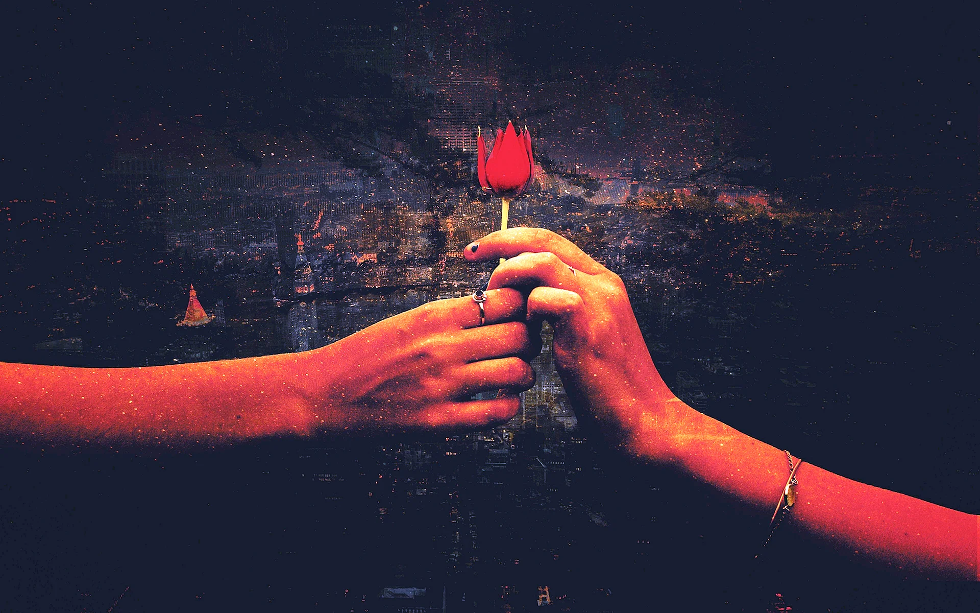 Hand Holding Red Flower Wallpaper