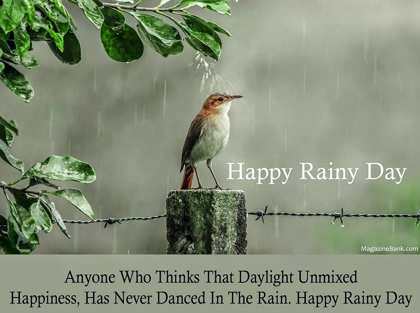 Happy Rainy Wallpaper