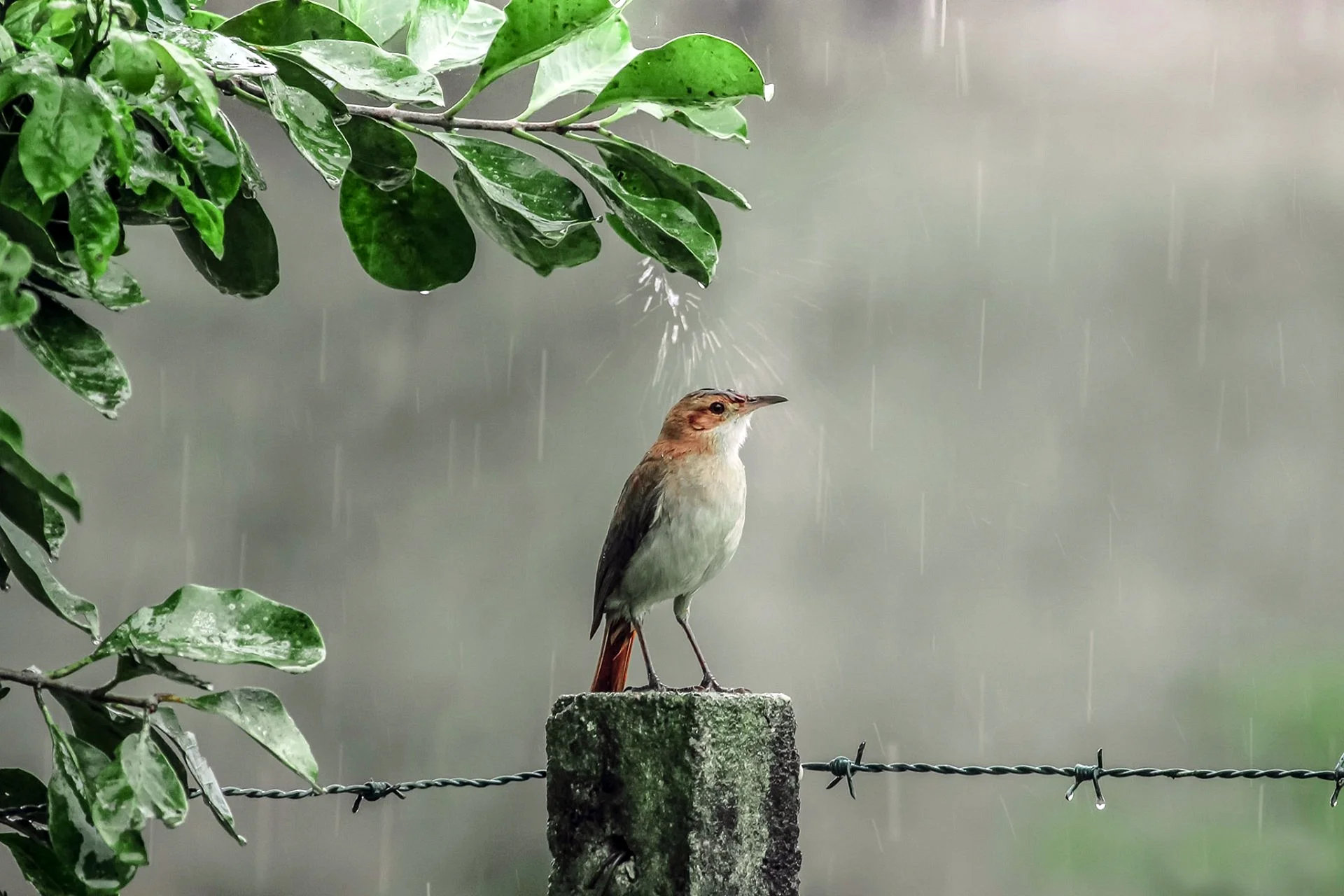 Happy Rainy Day Wallpaper