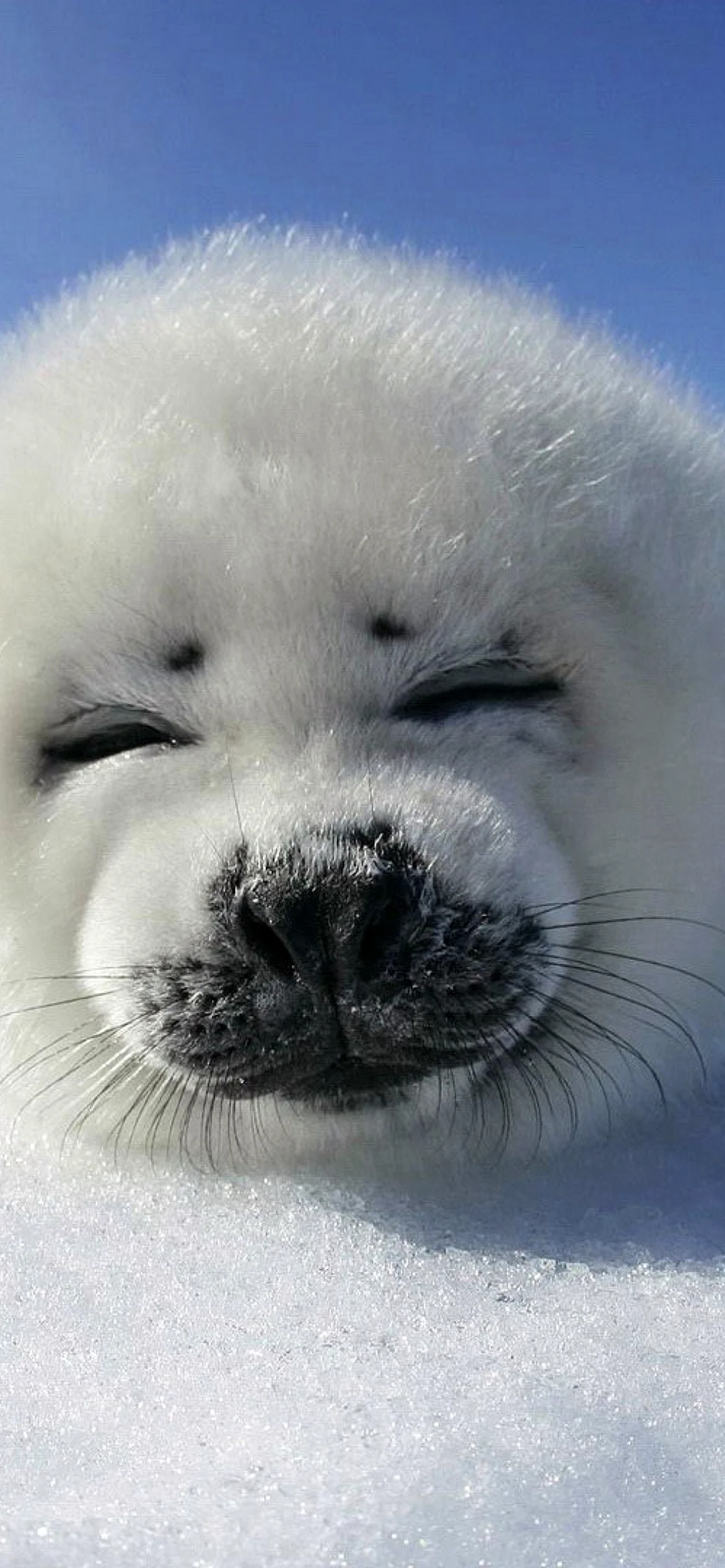 Harp Seal Wallpaper for iPhone 12 Pro
