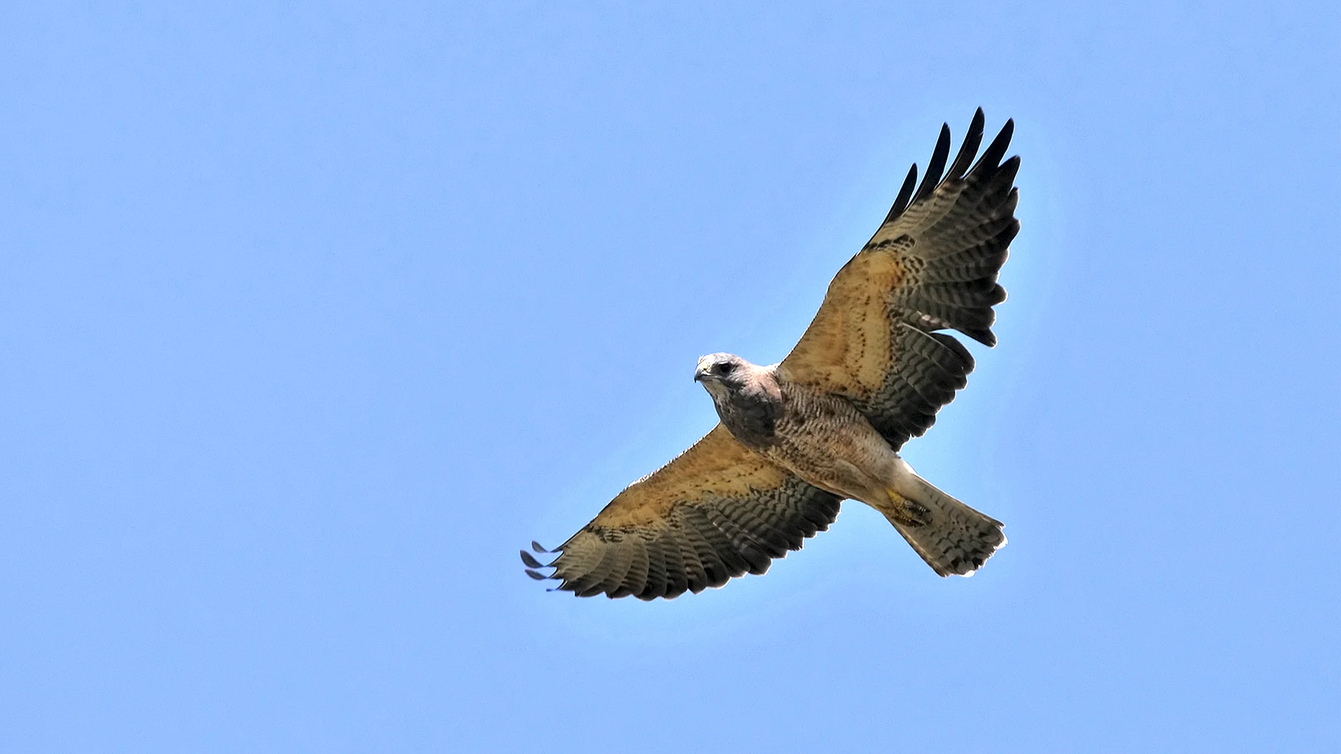 Hawk Flying Wallpaper