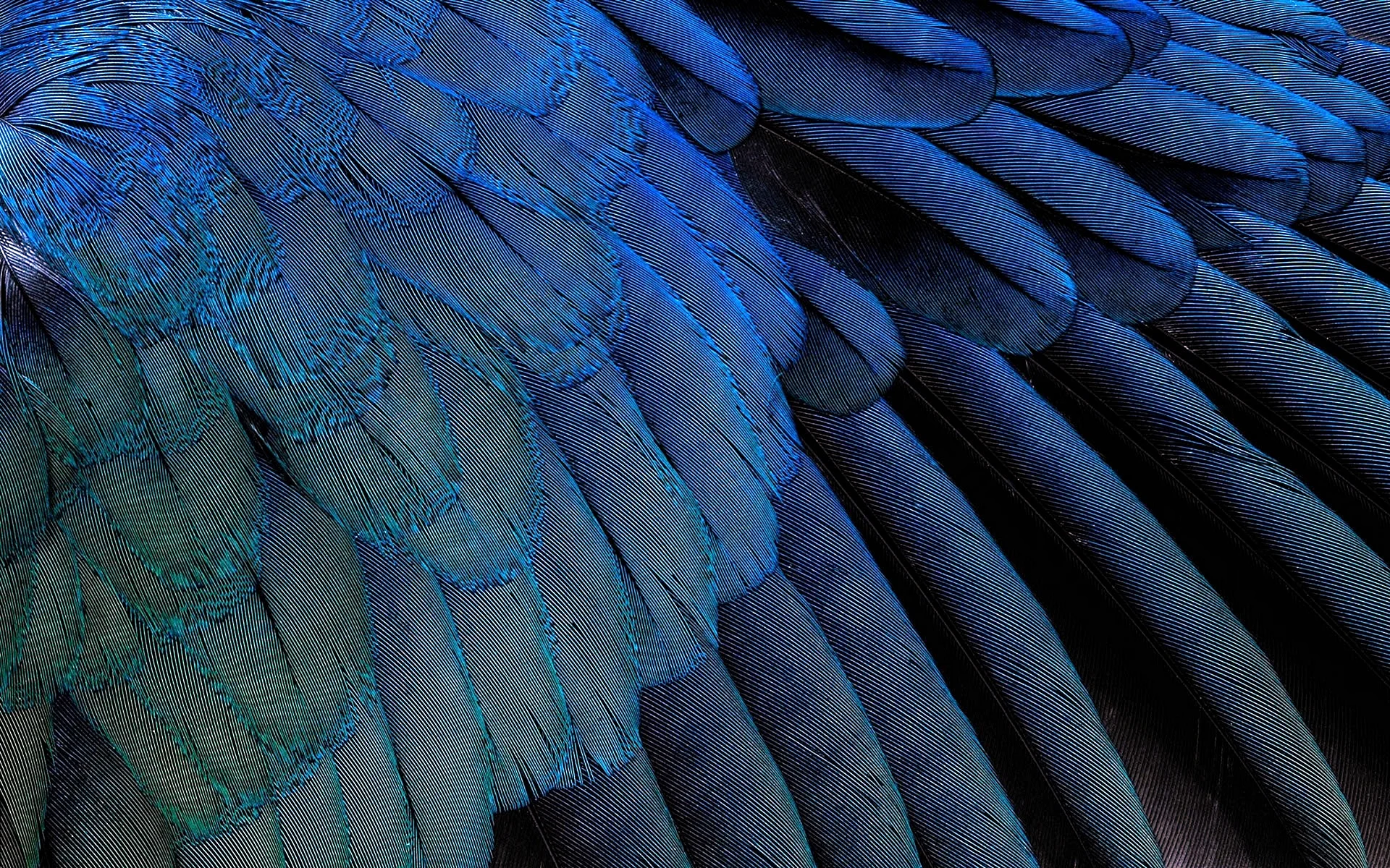HD Feather Wallpaper