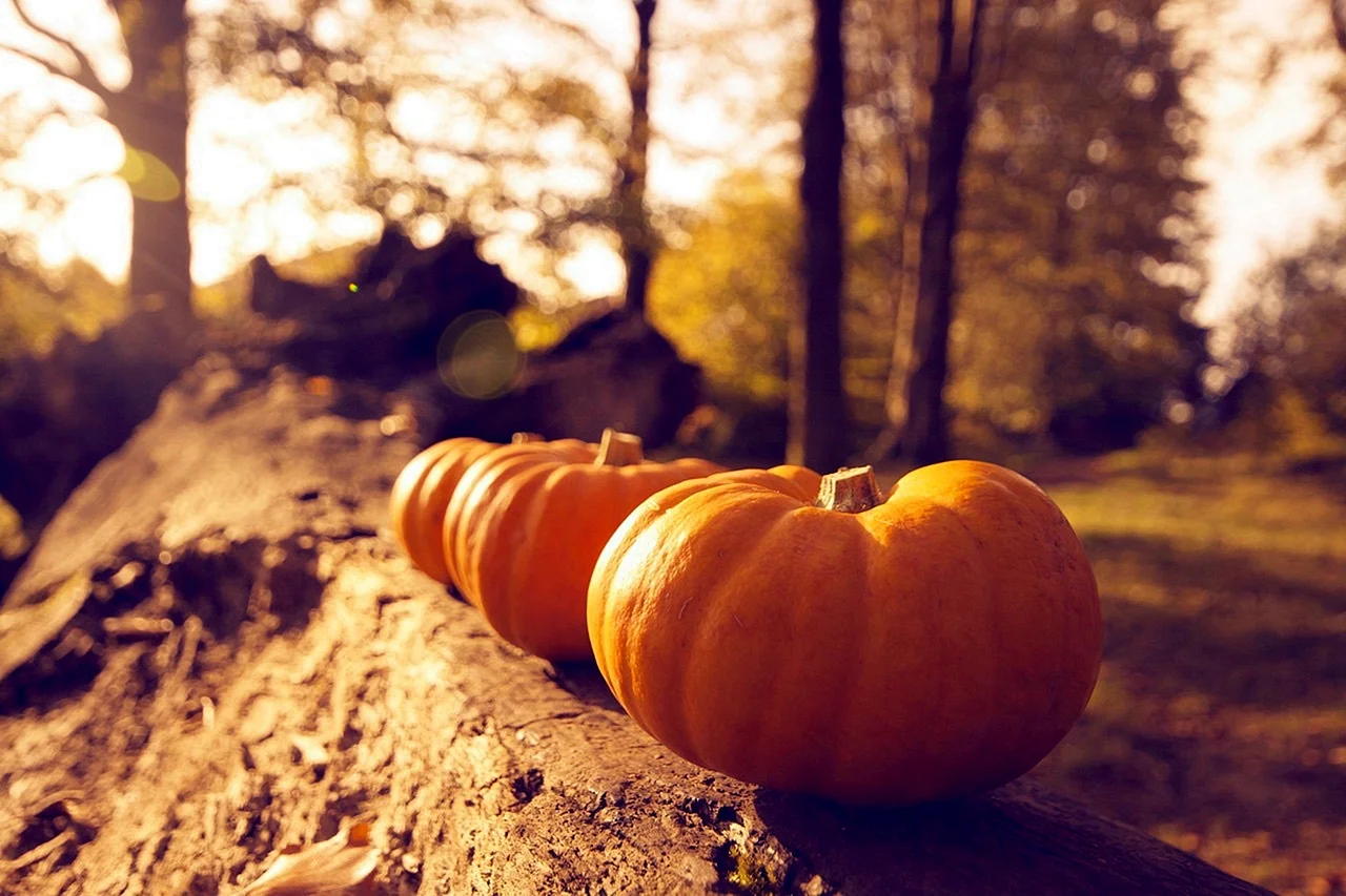 Hello Autumn Pumpkins Wallpaper