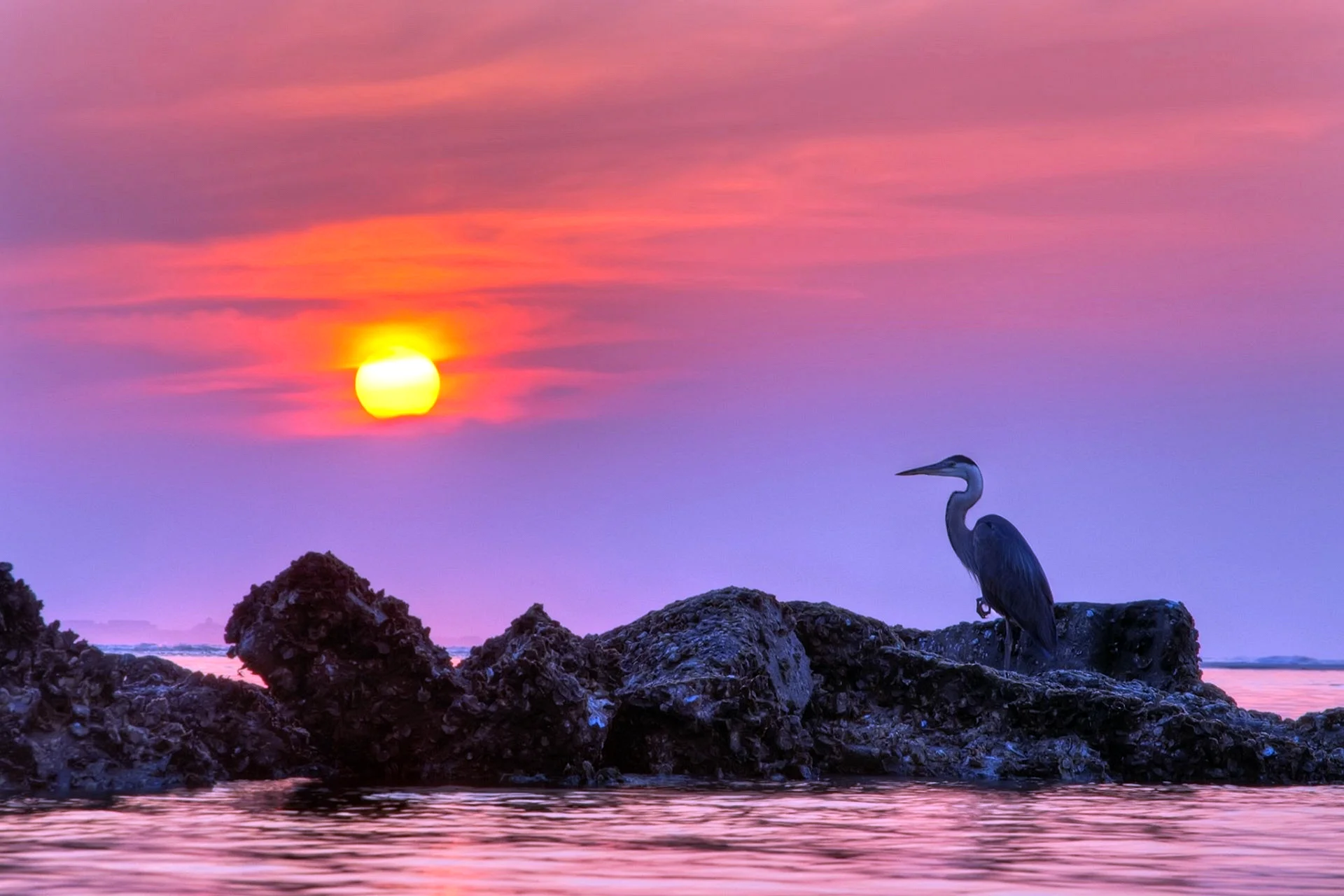 Heron Sunset Wallpaper